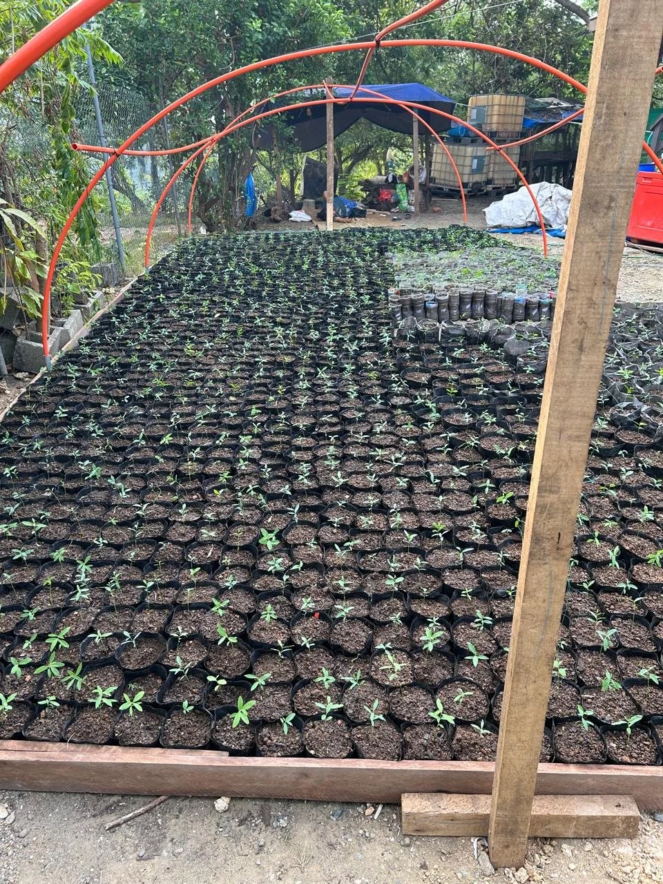 A greenhouse with small seedling plants in individual pots, organized in rows, with an orange flexible greenhouse frame and a dirt floor.