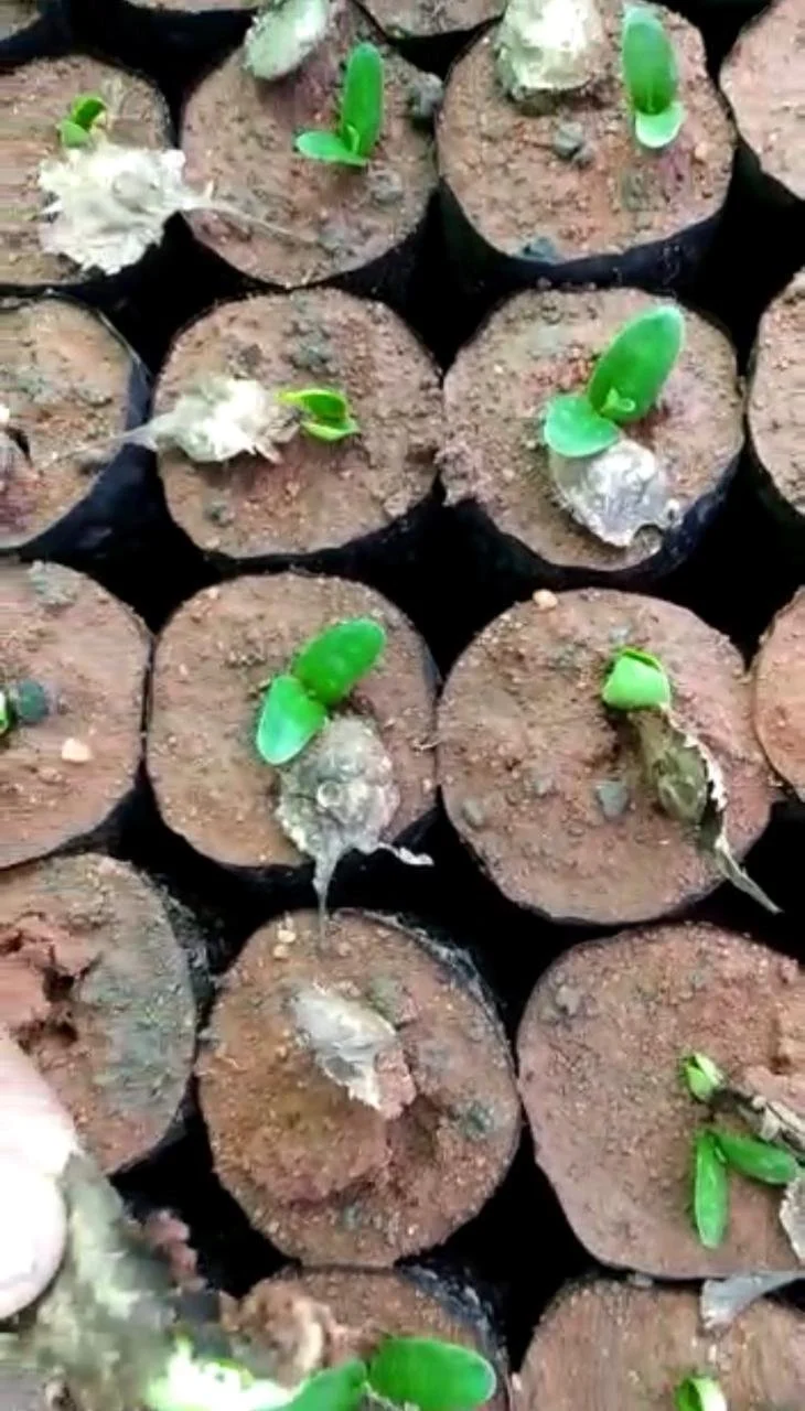 Red Sandalwood seedling.jpeg