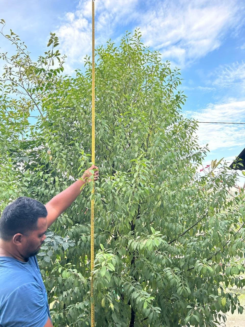 A man measuring the height of a tall tree with a measuring tape during daytime.