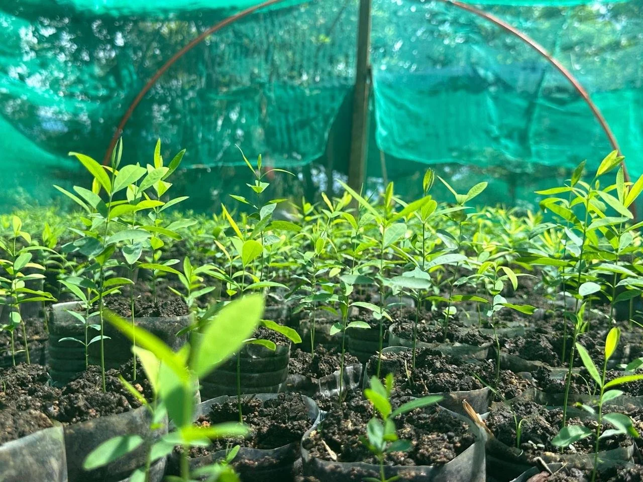 White sandalwood seedling s.jpeg