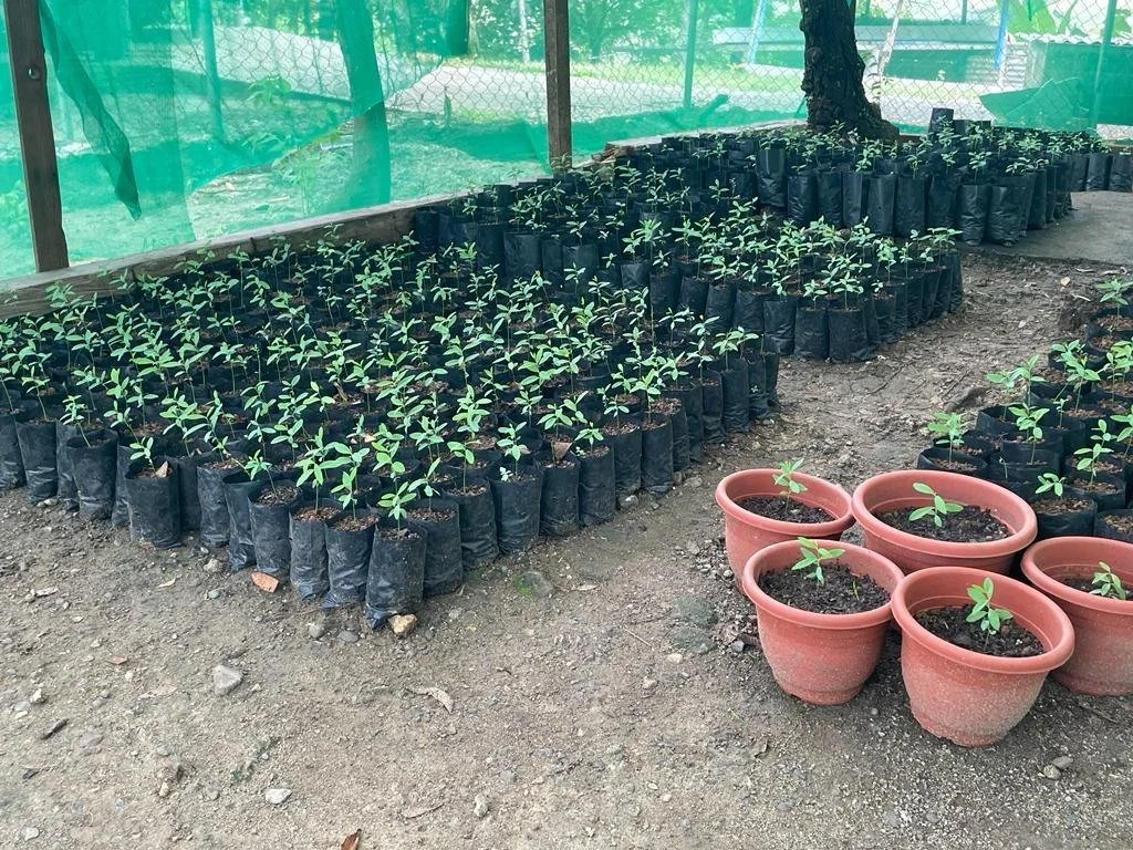 Young plants in black plastic grow bags and terracotta pots arranged outdoors on bare soil, with a green protective netting and fencing in the background.