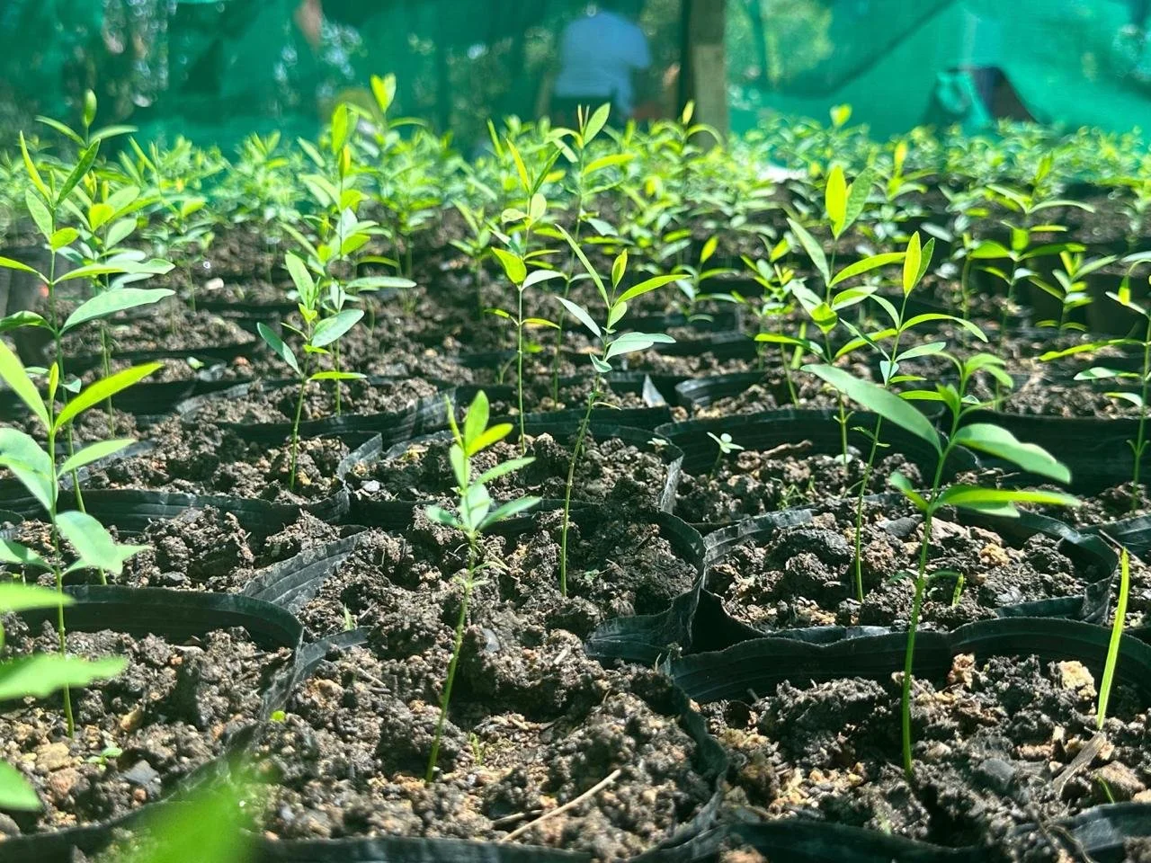White Sandalwood (Santalum Album) seedlings