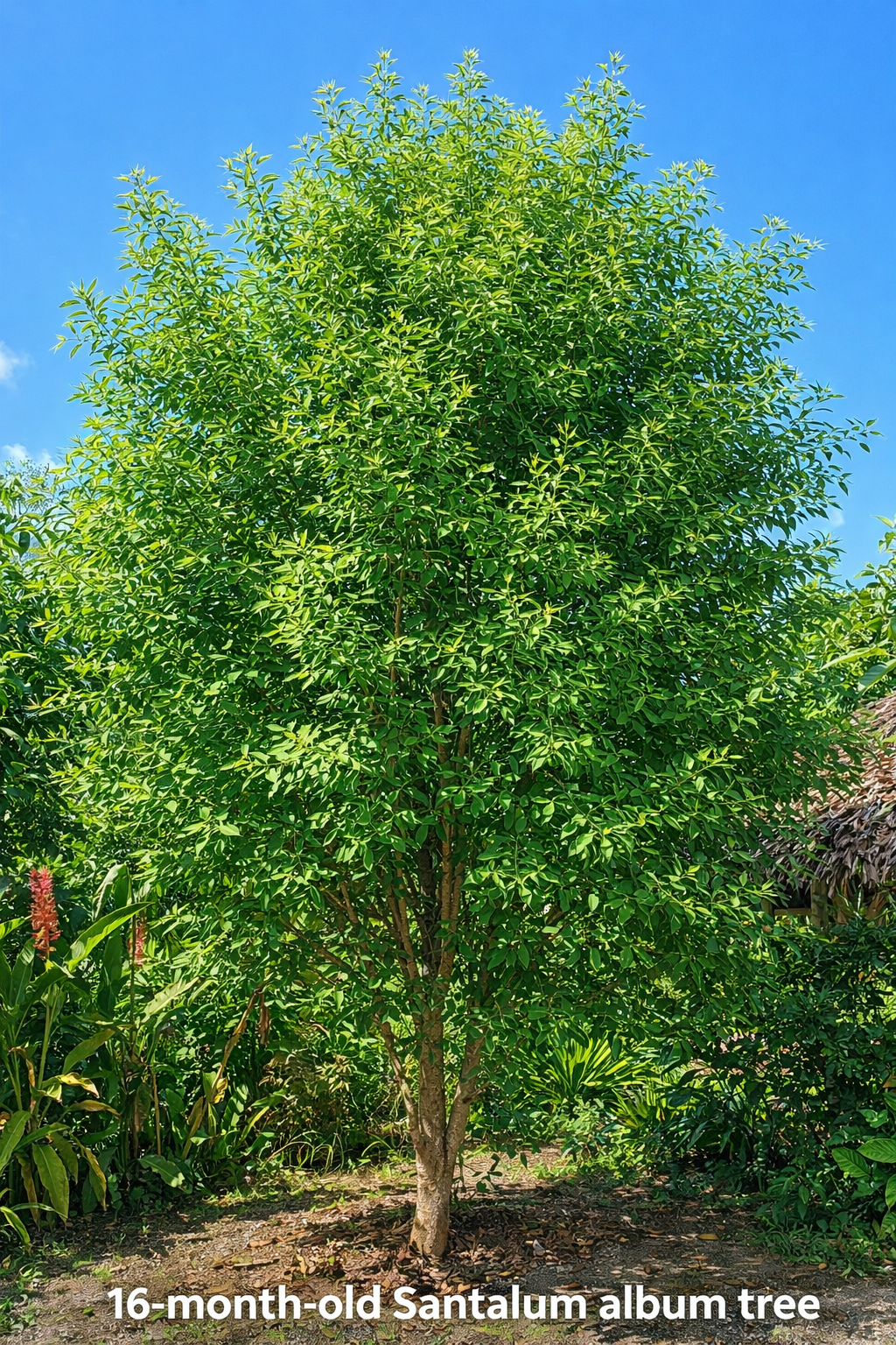 A 16-month-old Santalum album tree with dense green leaves against a bright blue sky, surrounded by other lush plants.