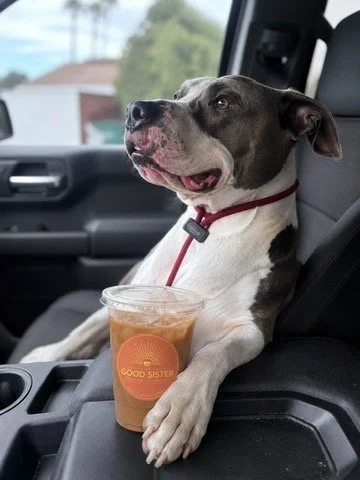 A dog sitting in a car seat with a cup of iced coffee in front of it, holding the cup with its paw, wearing a red collar, and looking content.