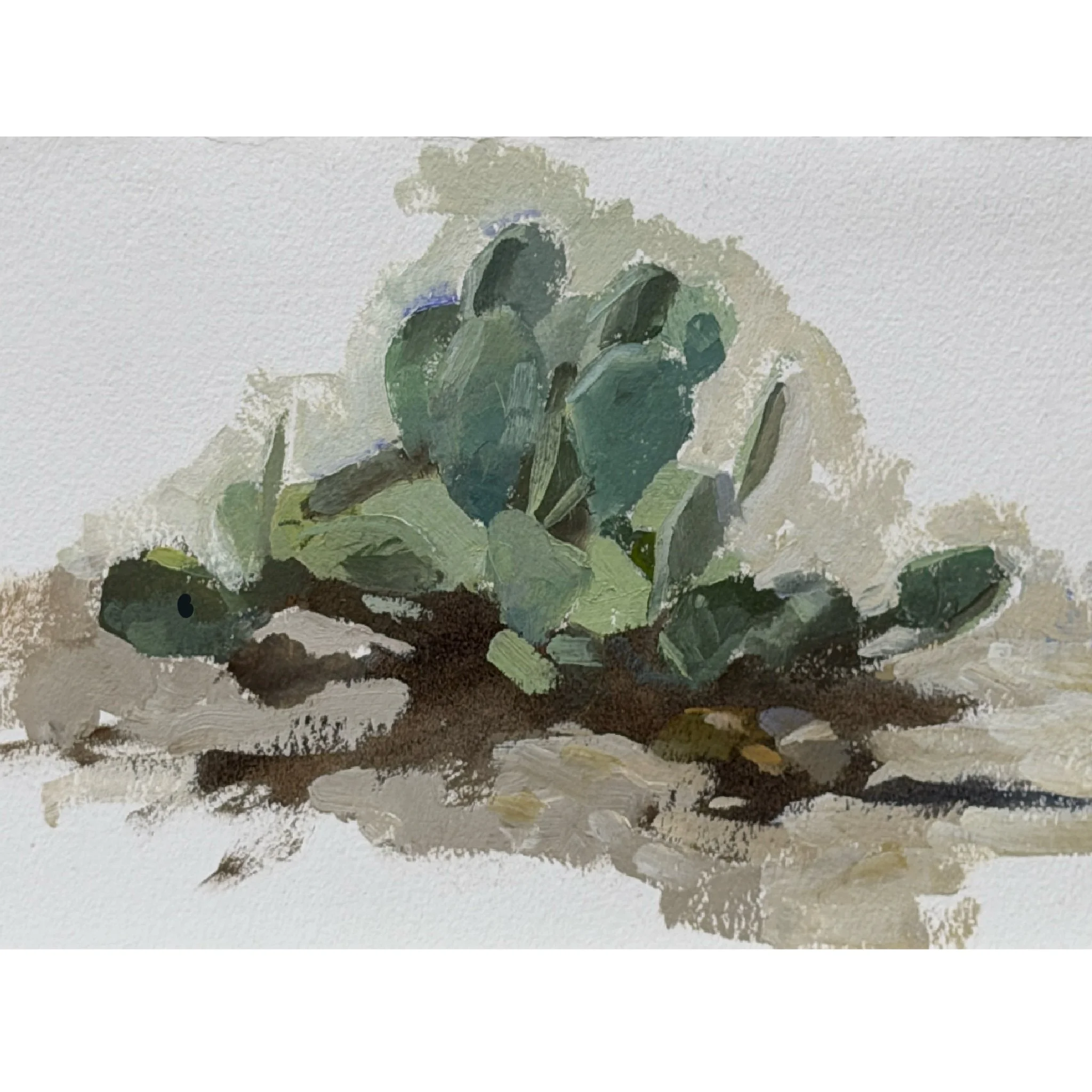 Cactus