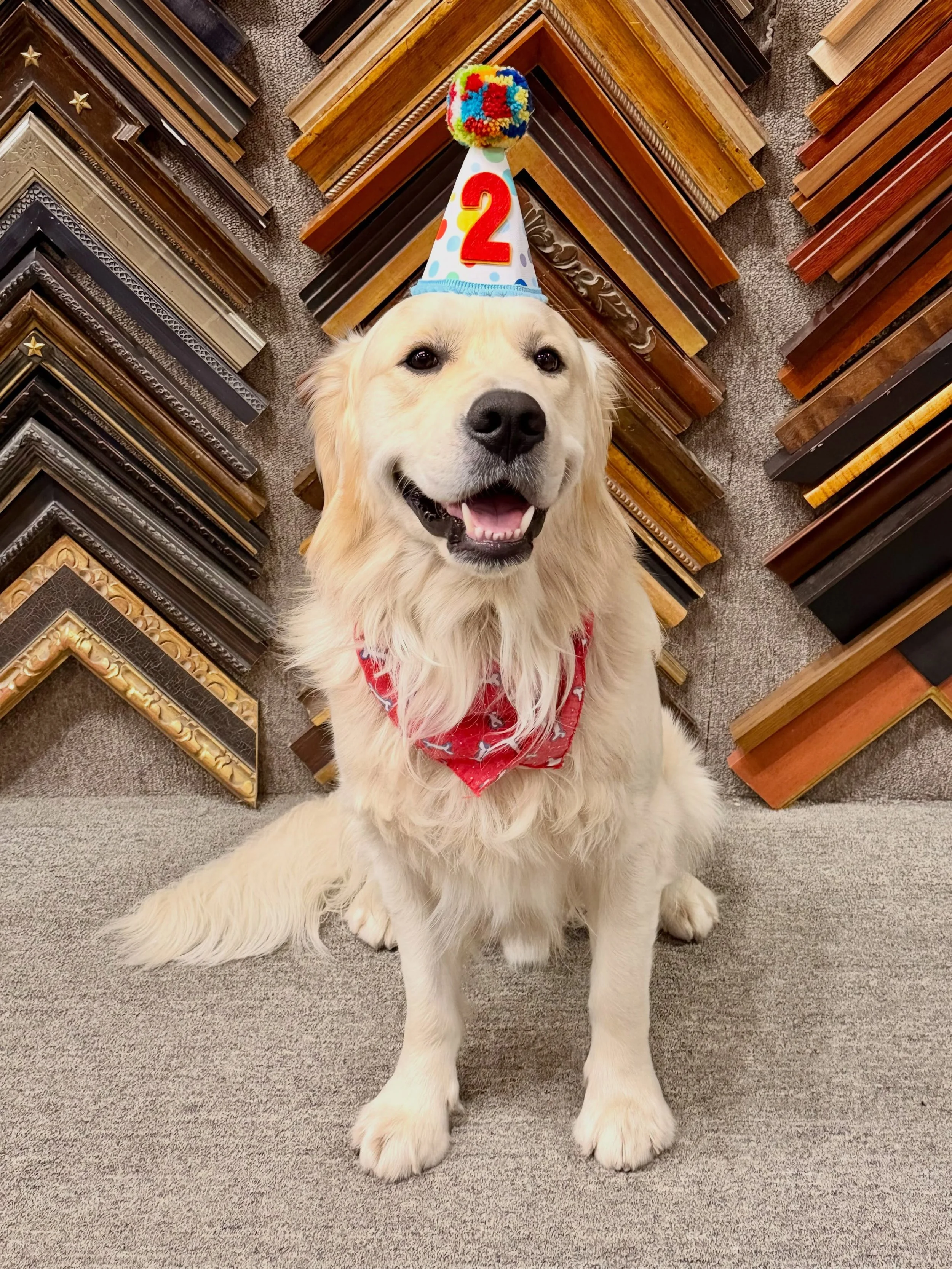 Happy 2nd birthday to our dedicated greeter and gallery mascot, Jasper!

#cravenallengallery