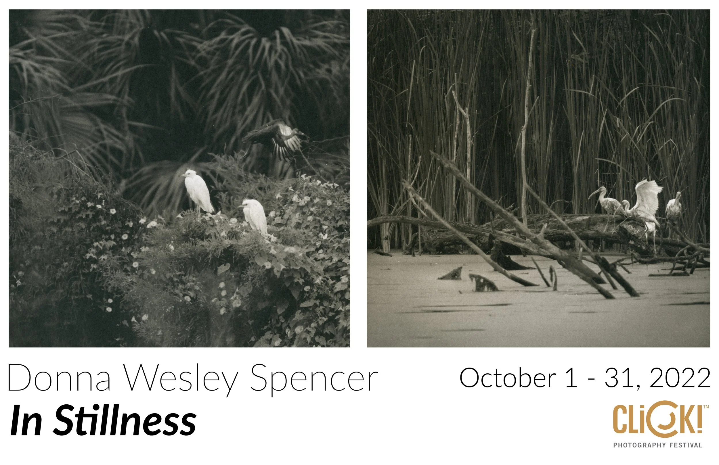 Two black and white photographs, the left showing tropical plants and three white birds, possibly herons, and the right showing tall grass and three white birds, possibly herons, standing on a log in water.