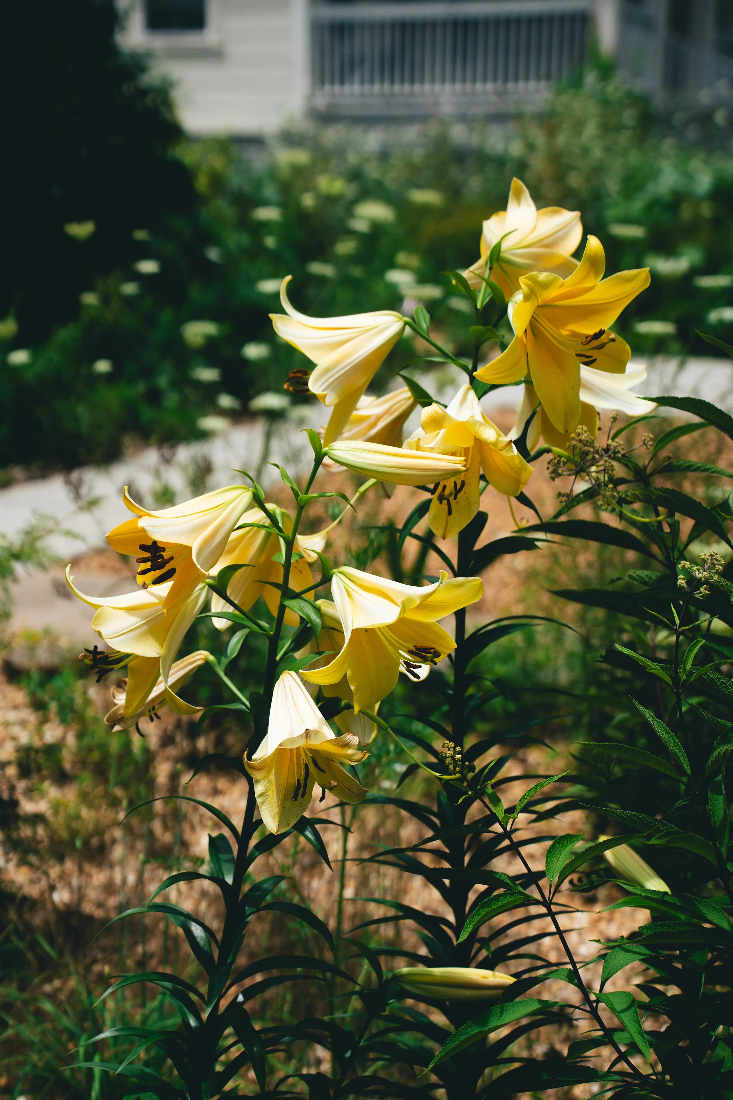 Lilly