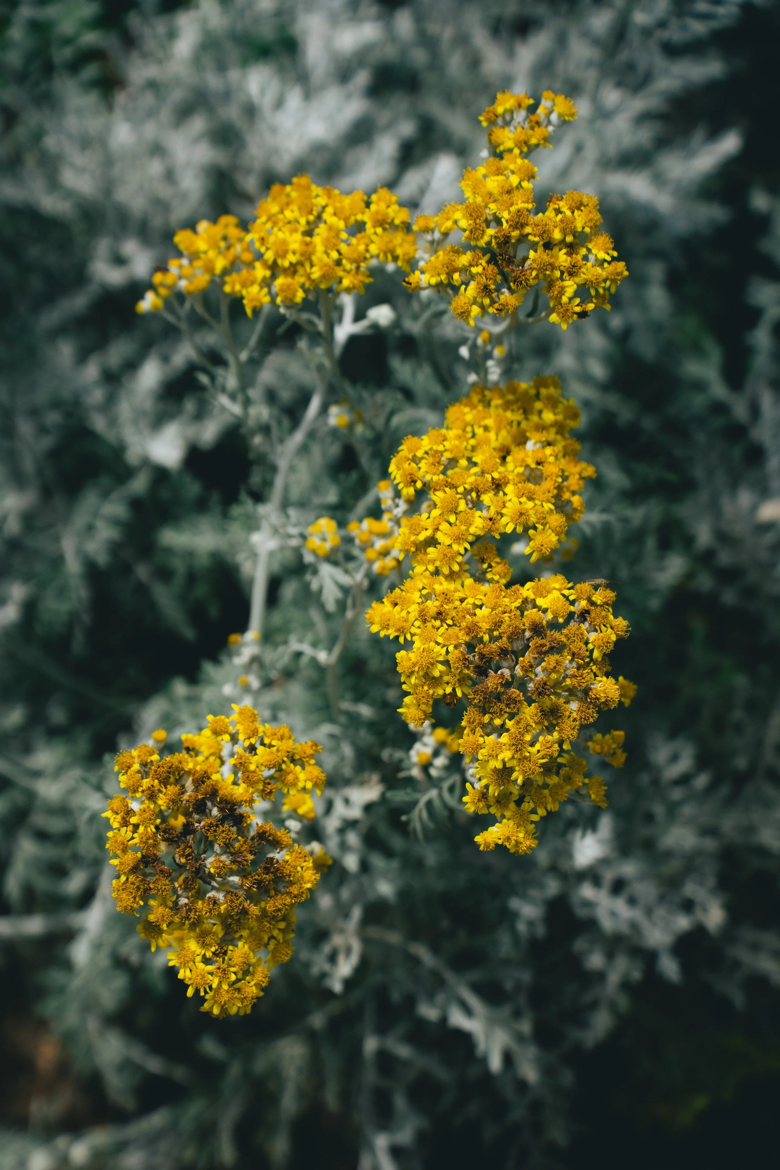 Dusty Miller