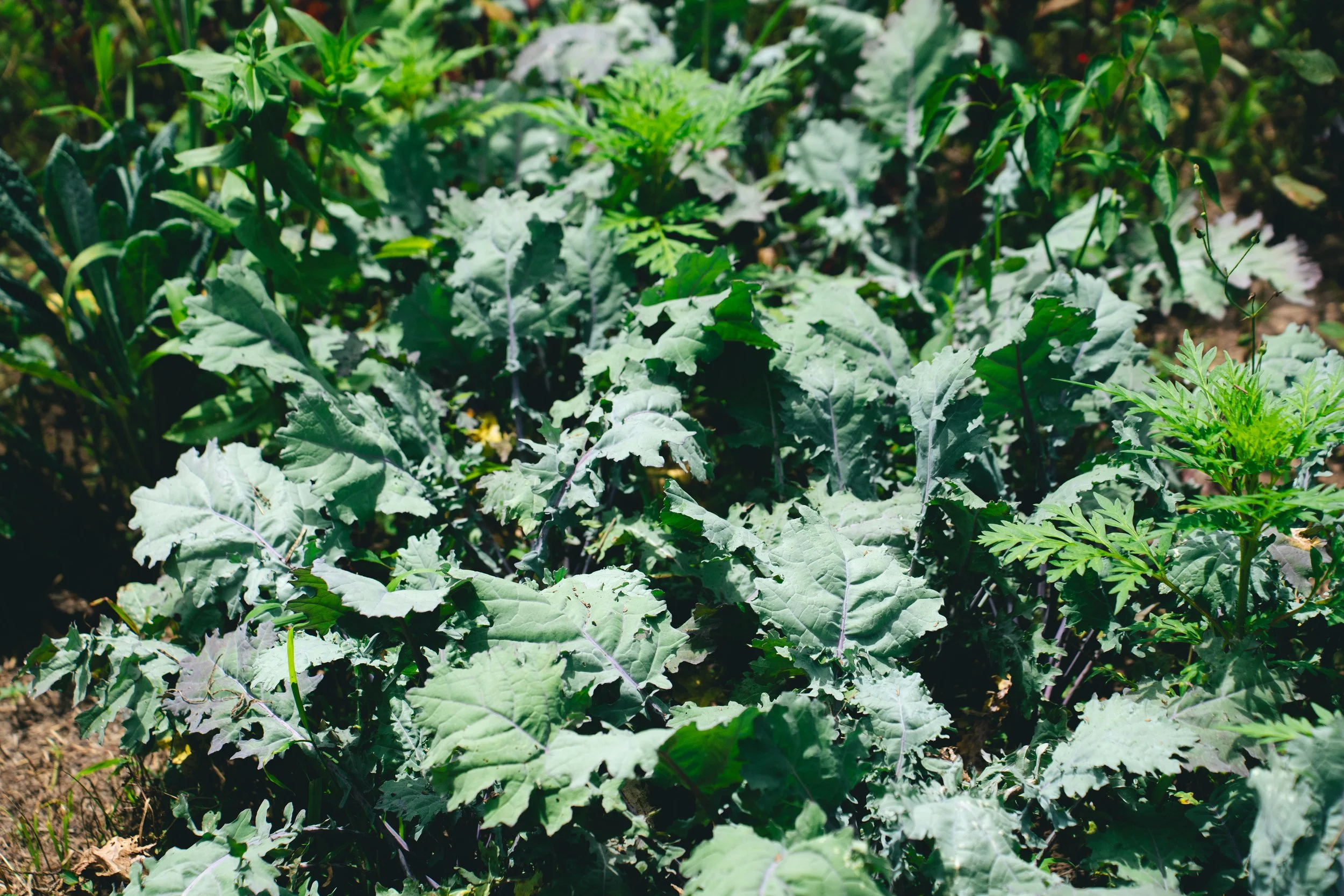 Russian Kale
