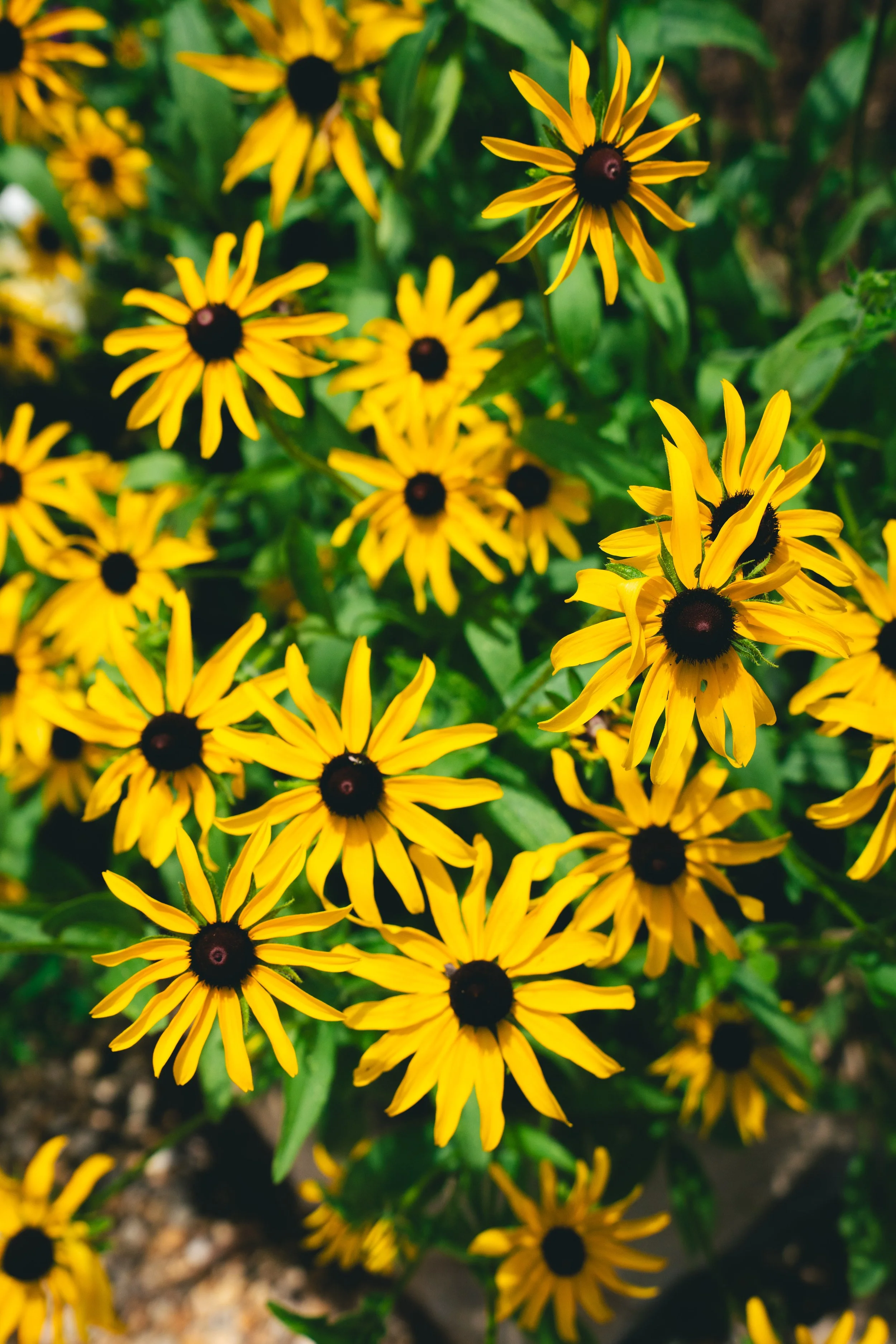 Black Eyed Susan
