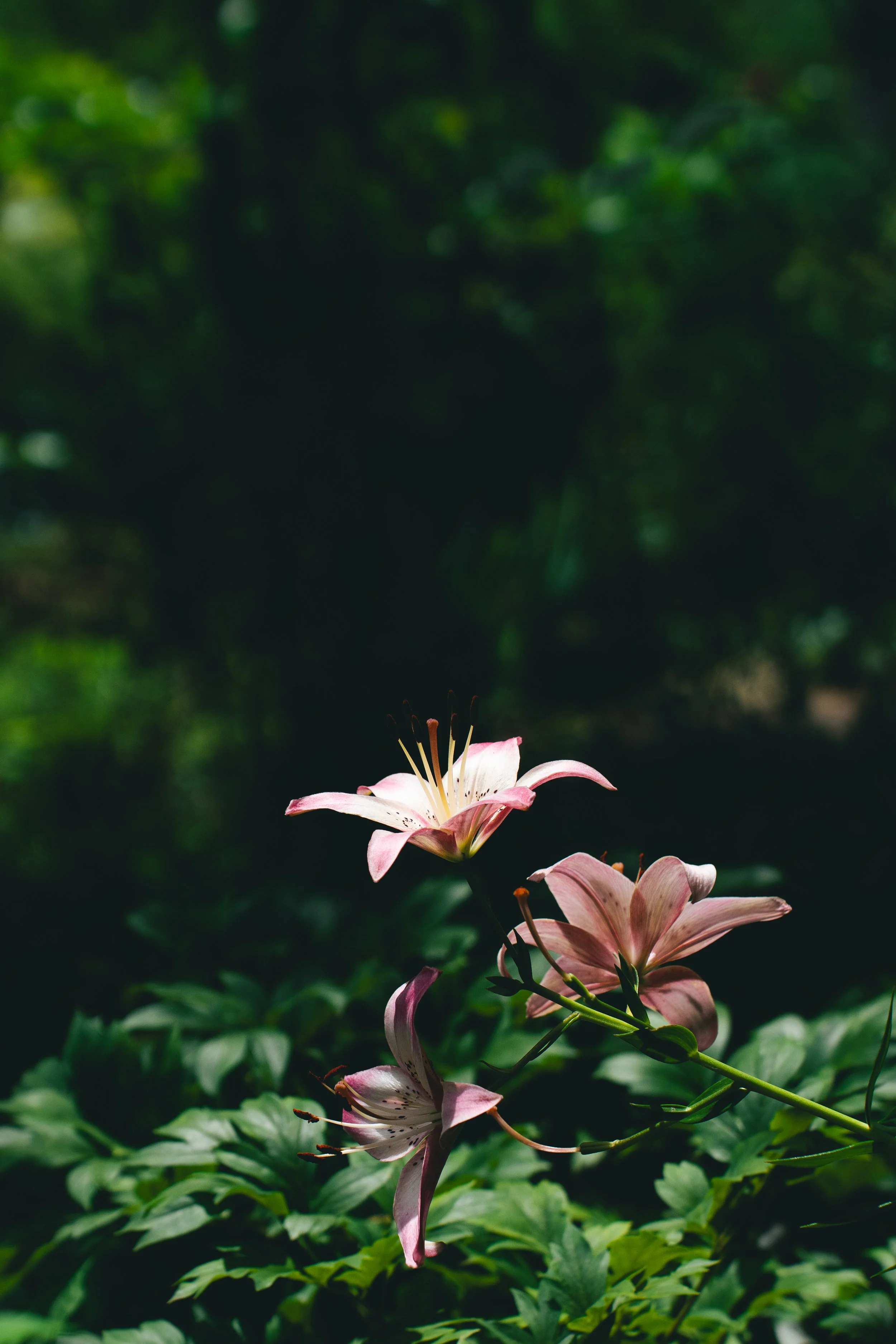 Lilly