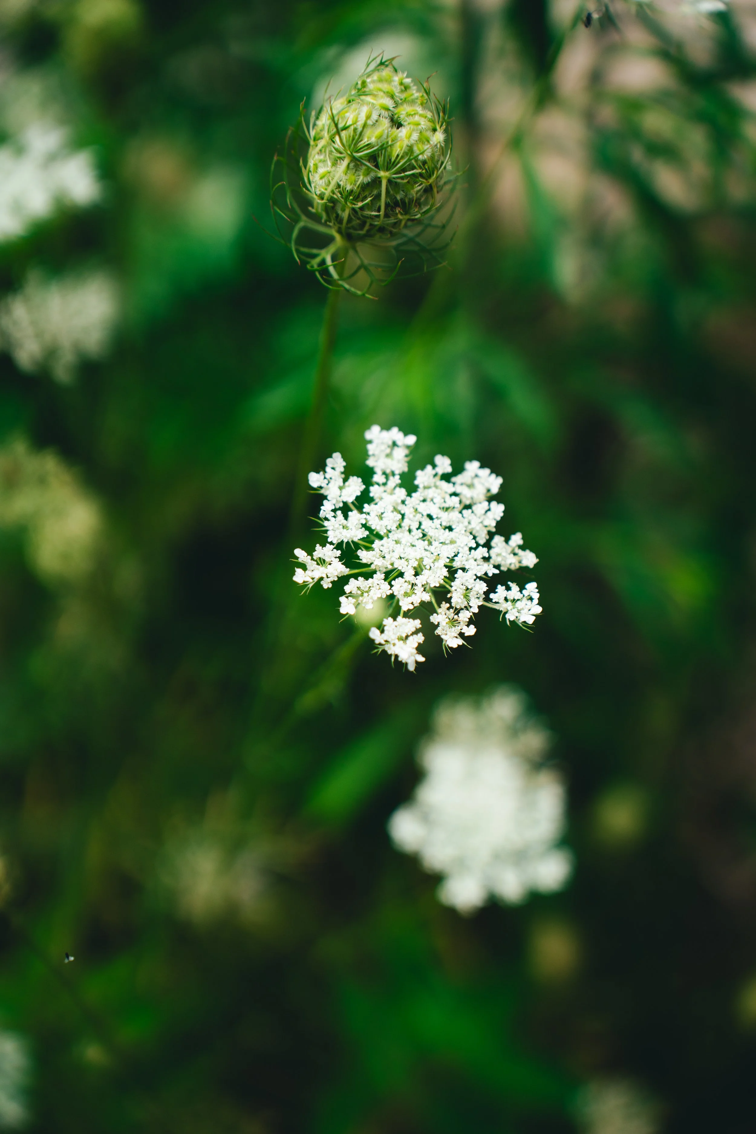 51 Doyle - Garden-40.jpg