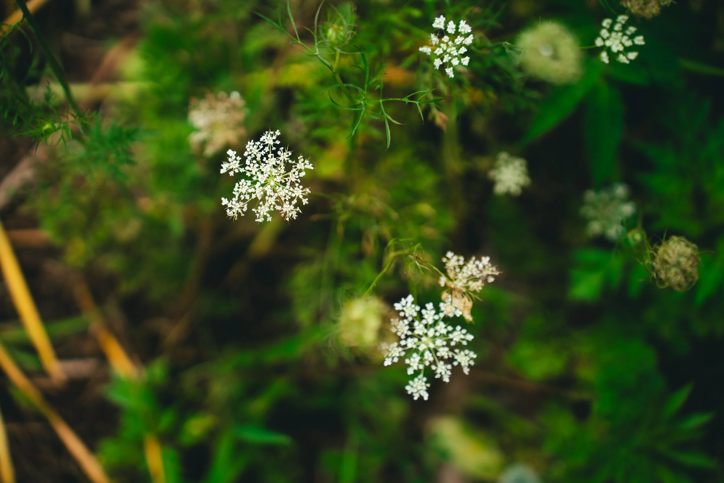 51 Doyle - Garden-39.jpg