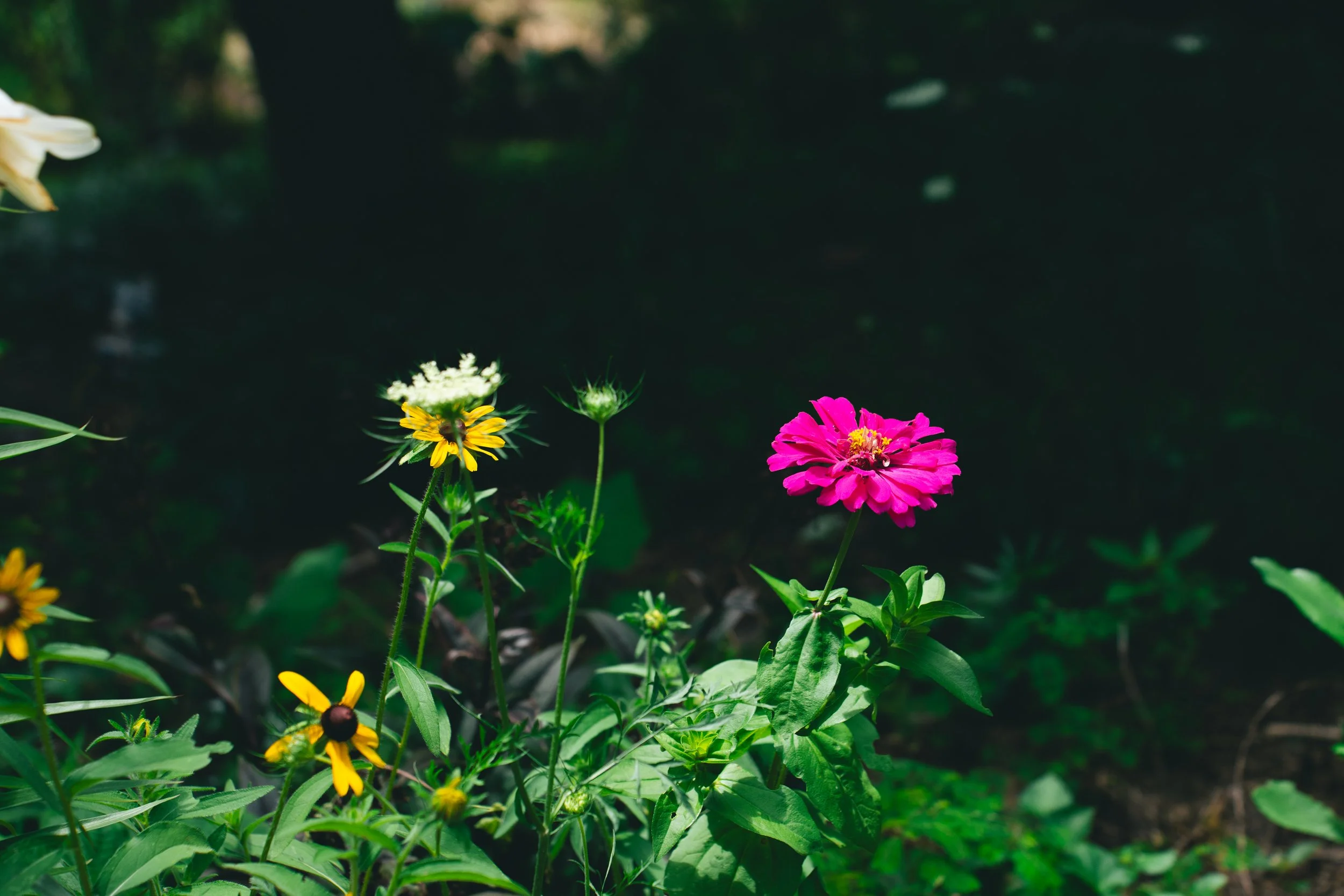 Zinnia