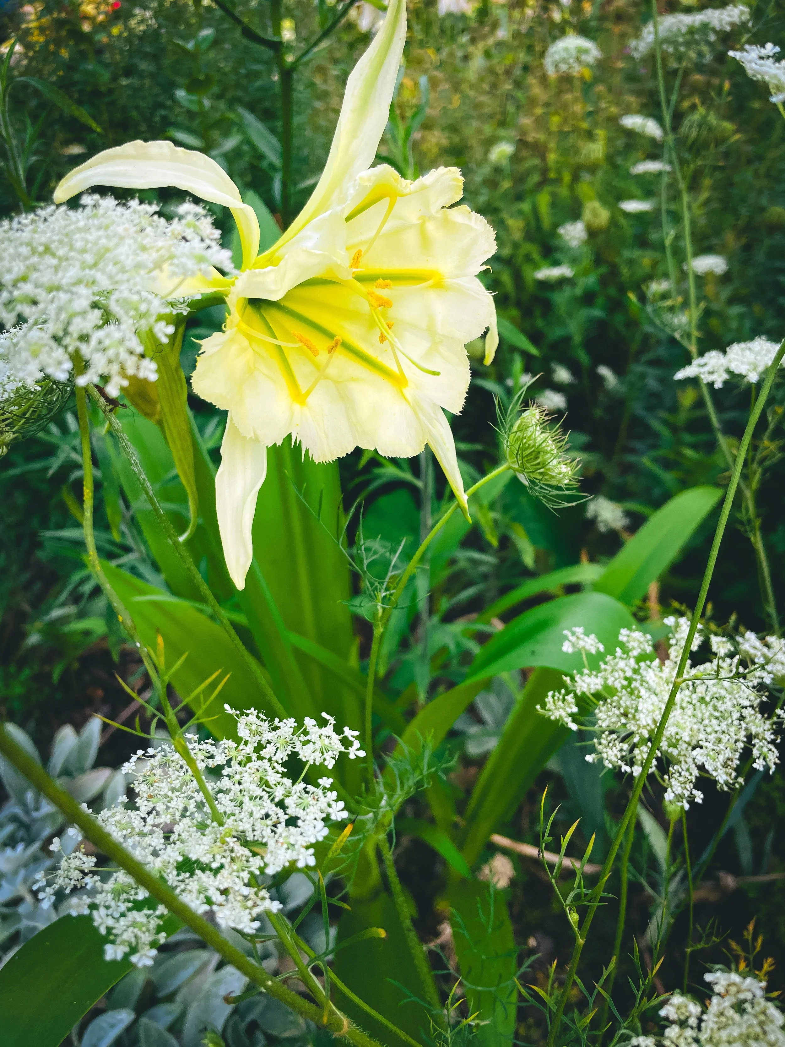 Sulphur Queen Peruvian Daffodil