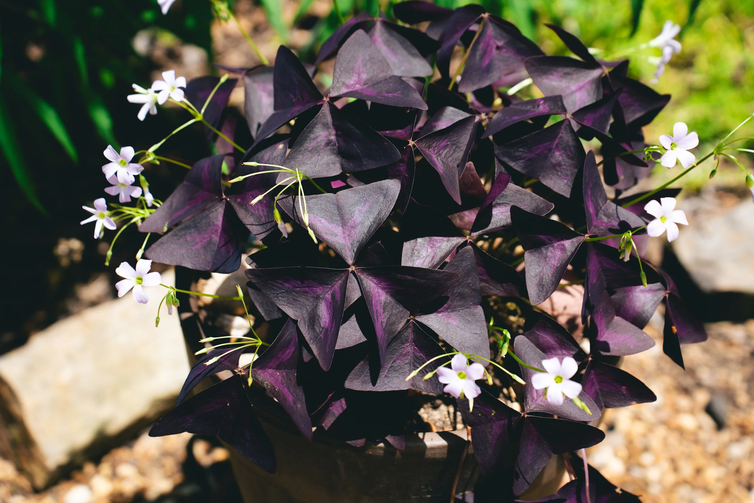 Oxalis