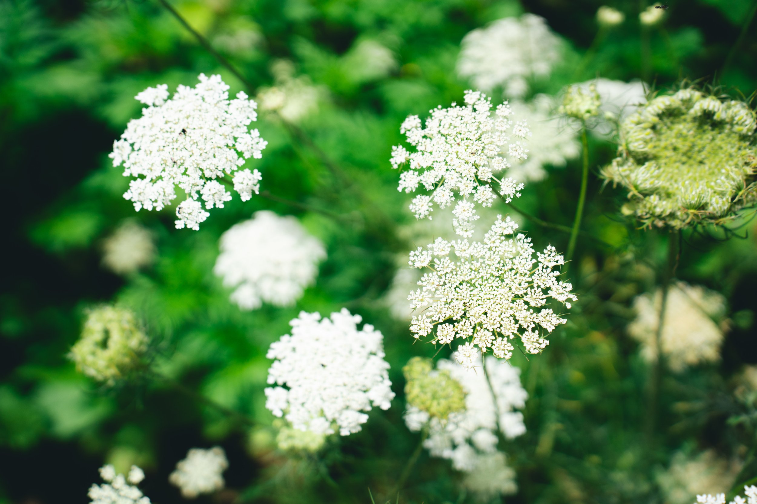 Queen Annes Lace