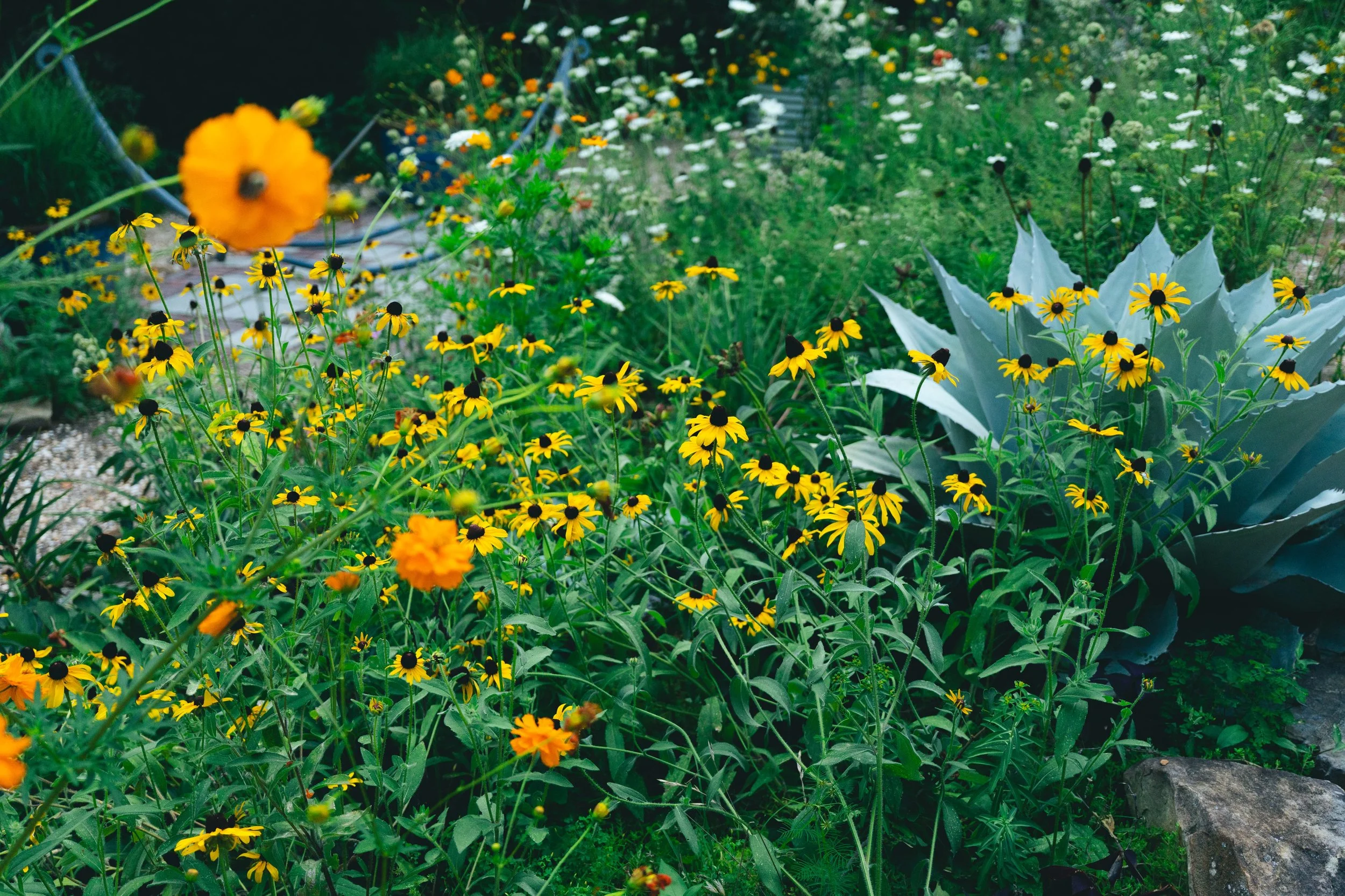 Orange Cosmo and a Rudbeckia, and Black Eyed Susan
