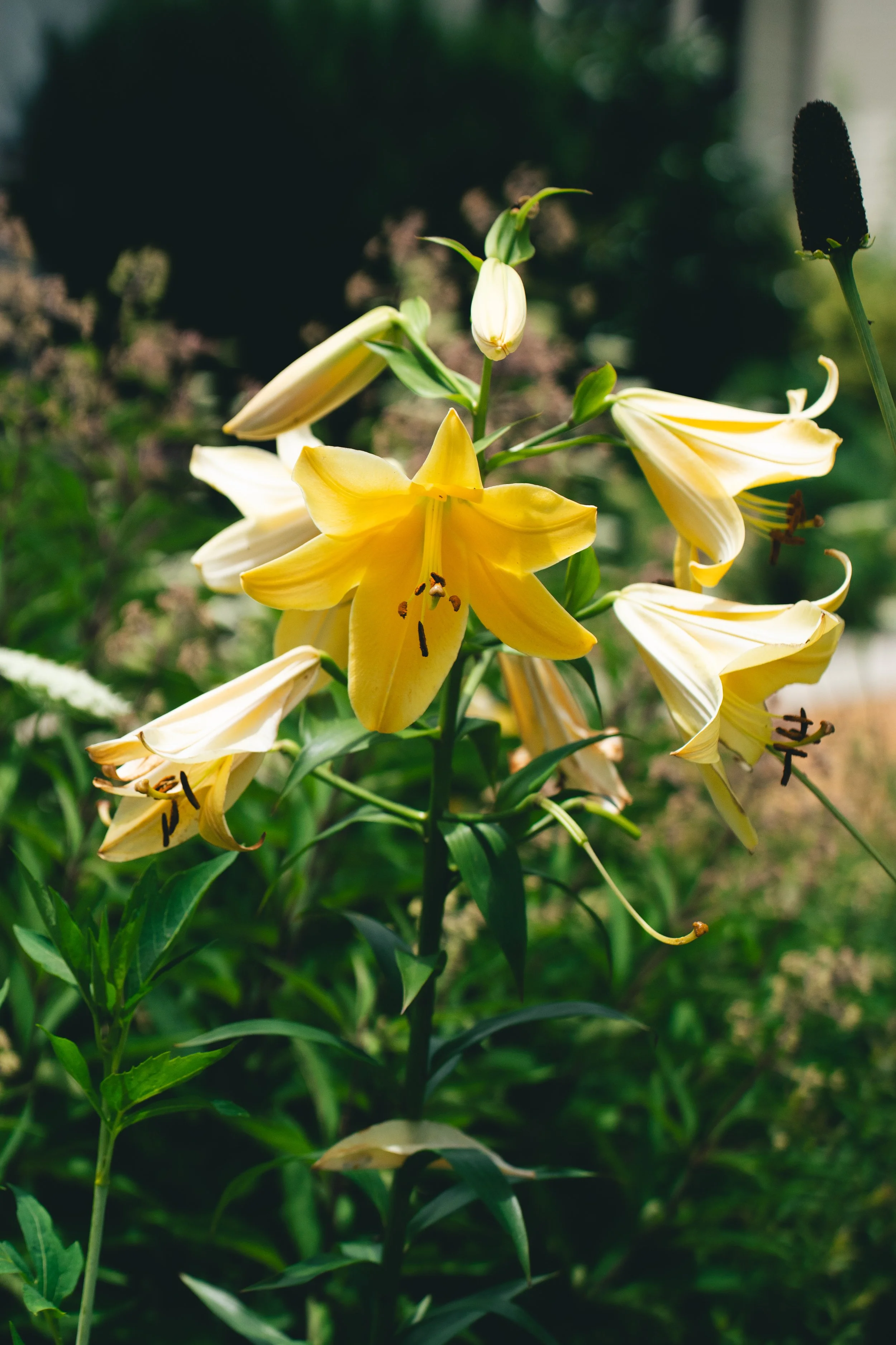 Lilly