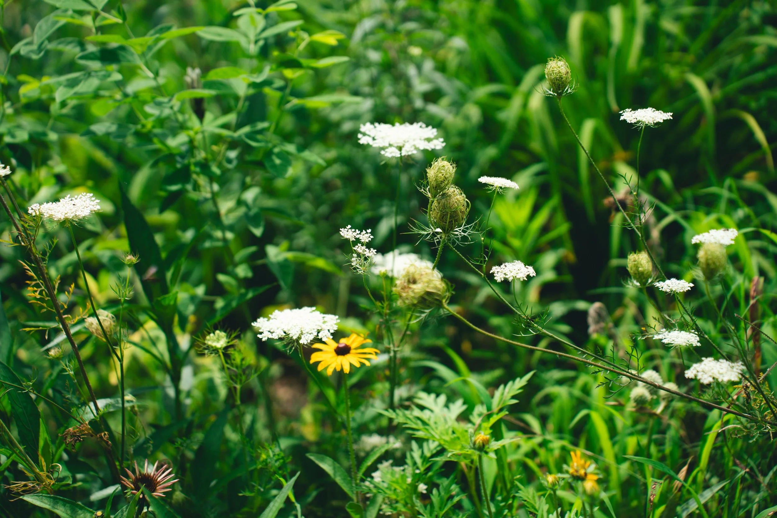 Queen Annes LAce and Black Eyed Suzan