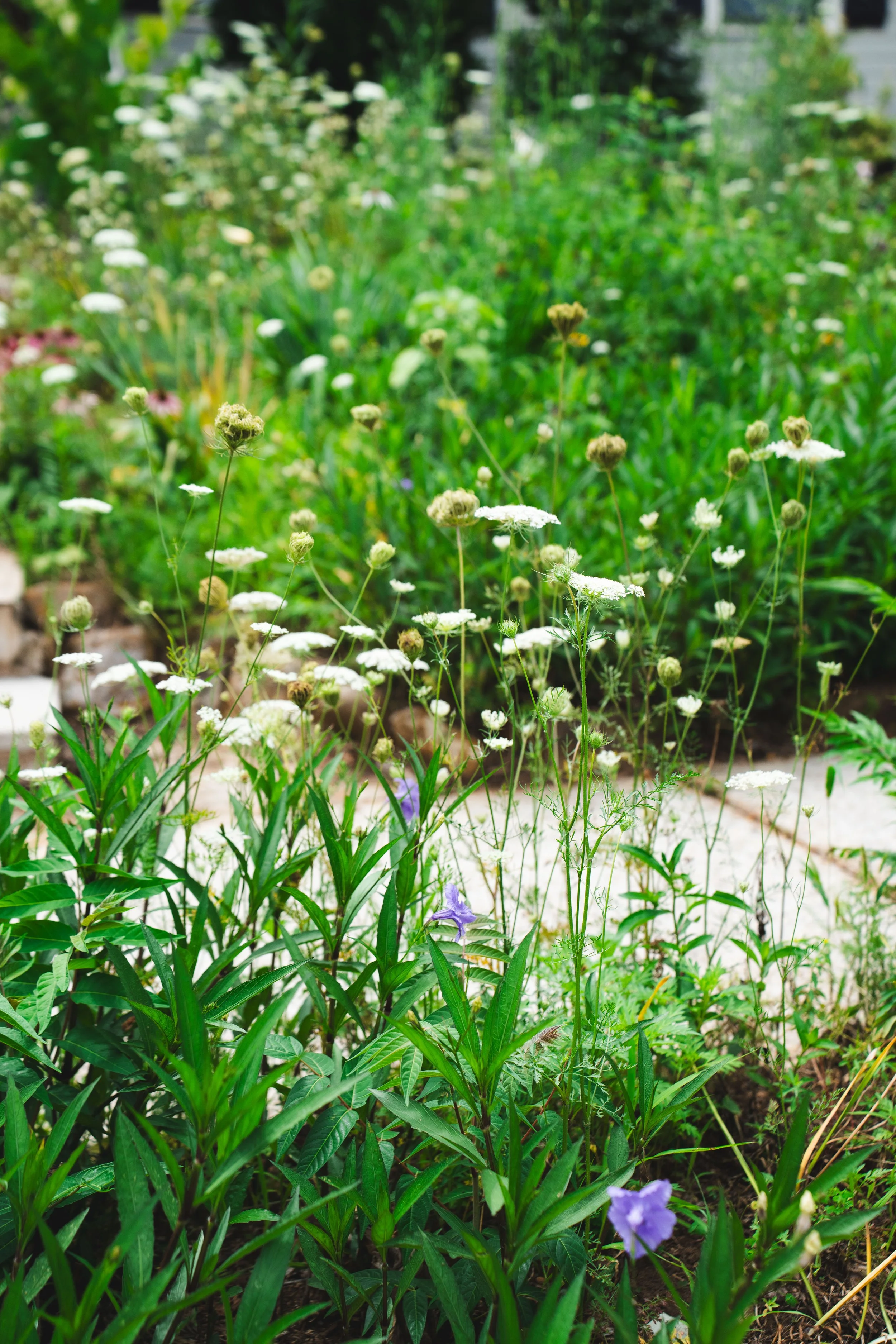 Mexican Petunia and Queen Annes Lace