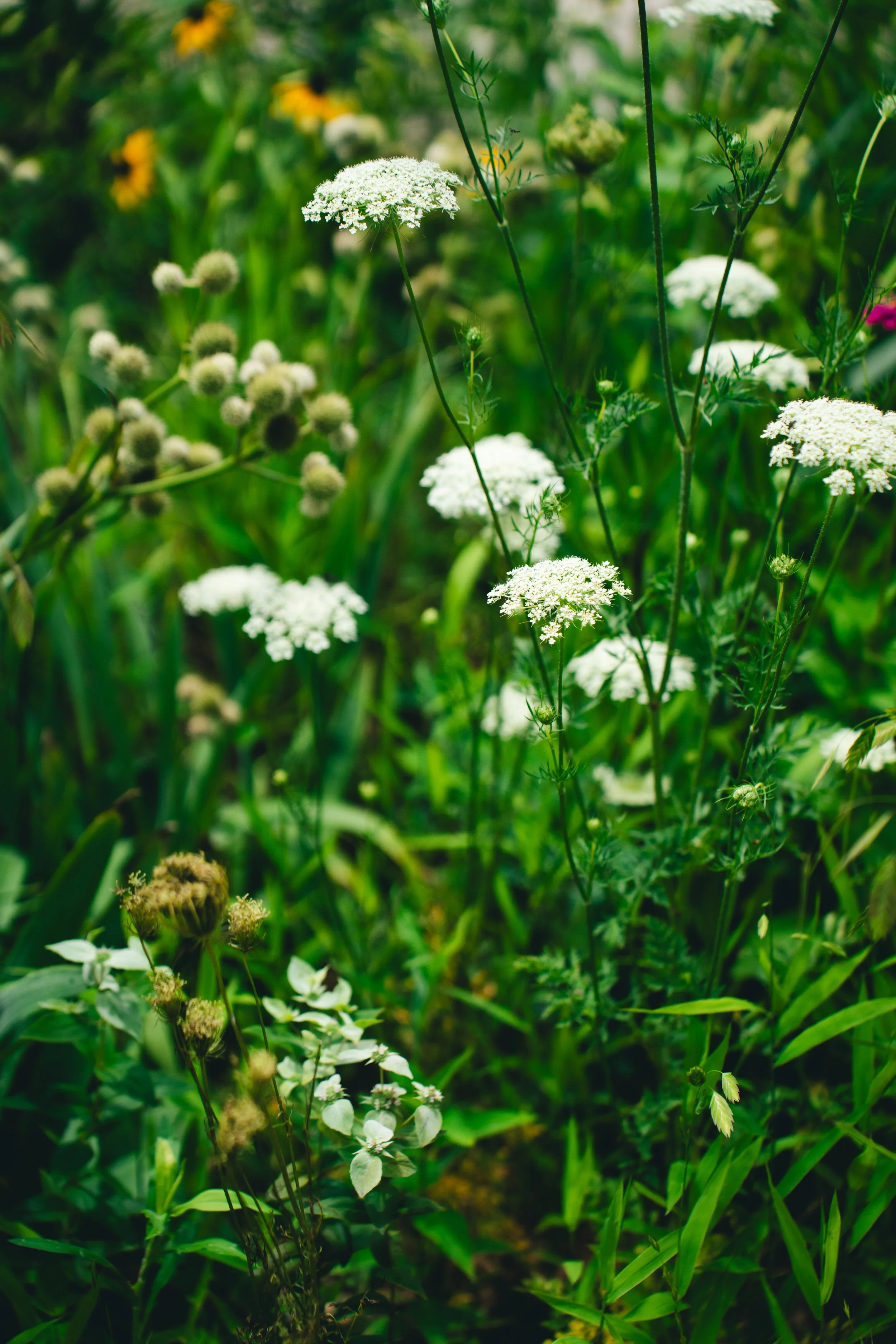 Queen Annes Lace, Rudbeckia