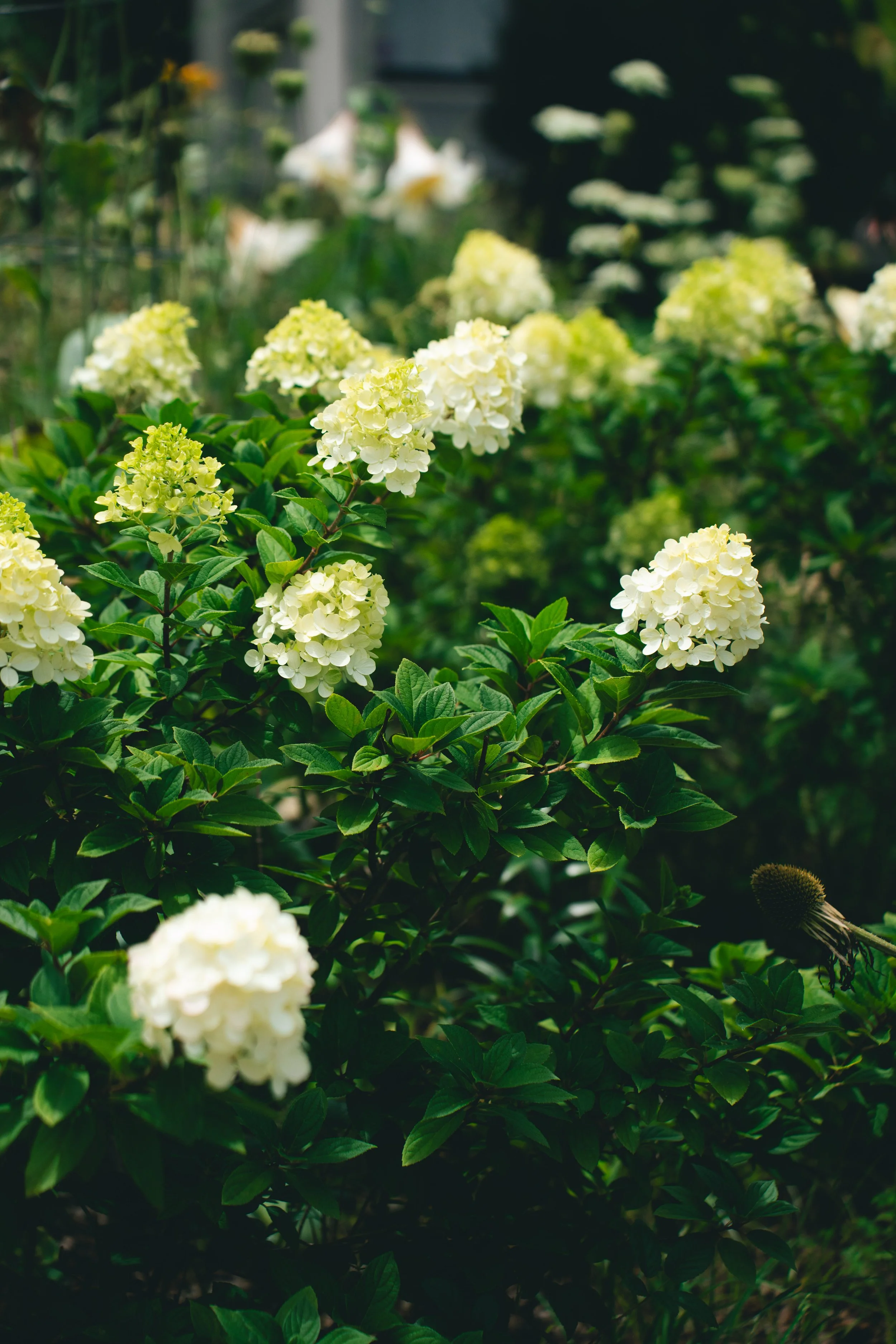 Hydrangea