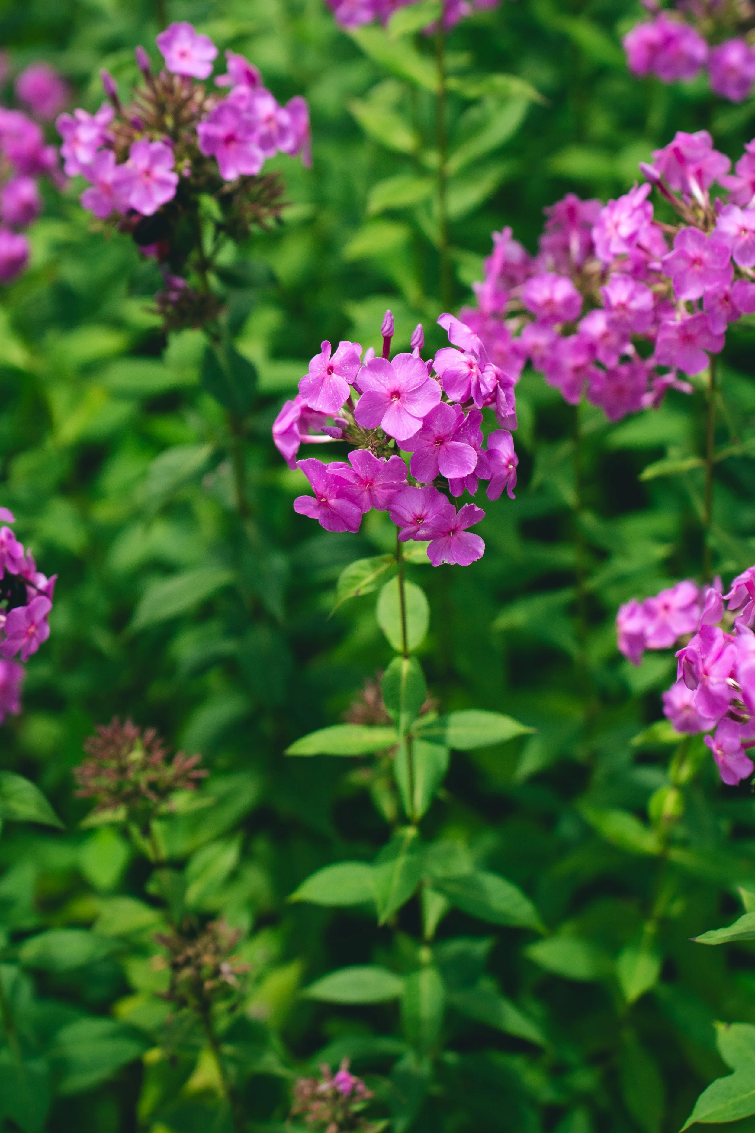 Phlox Hydrangea