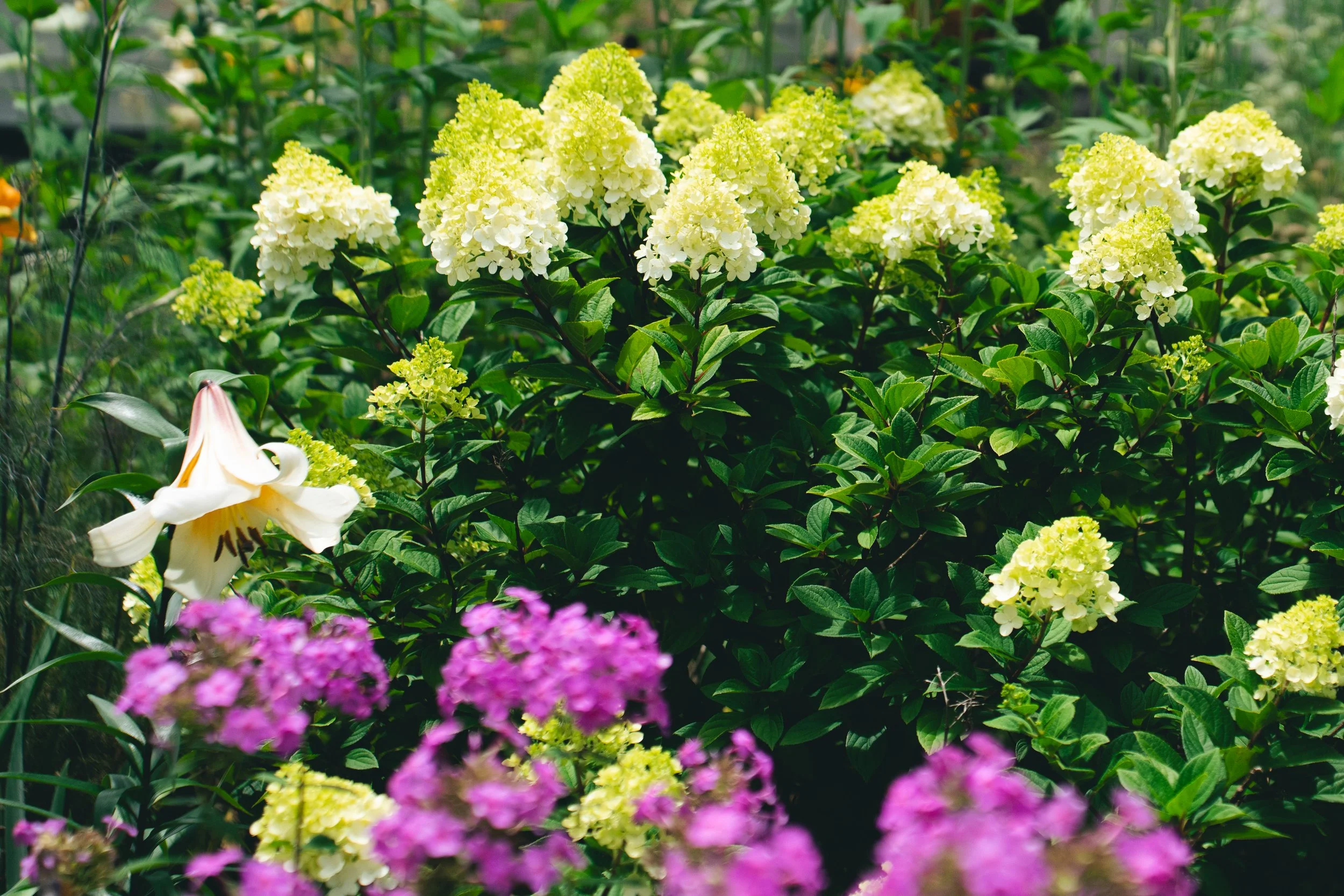Hydrangea, Phlox Hydrangea and Lilly