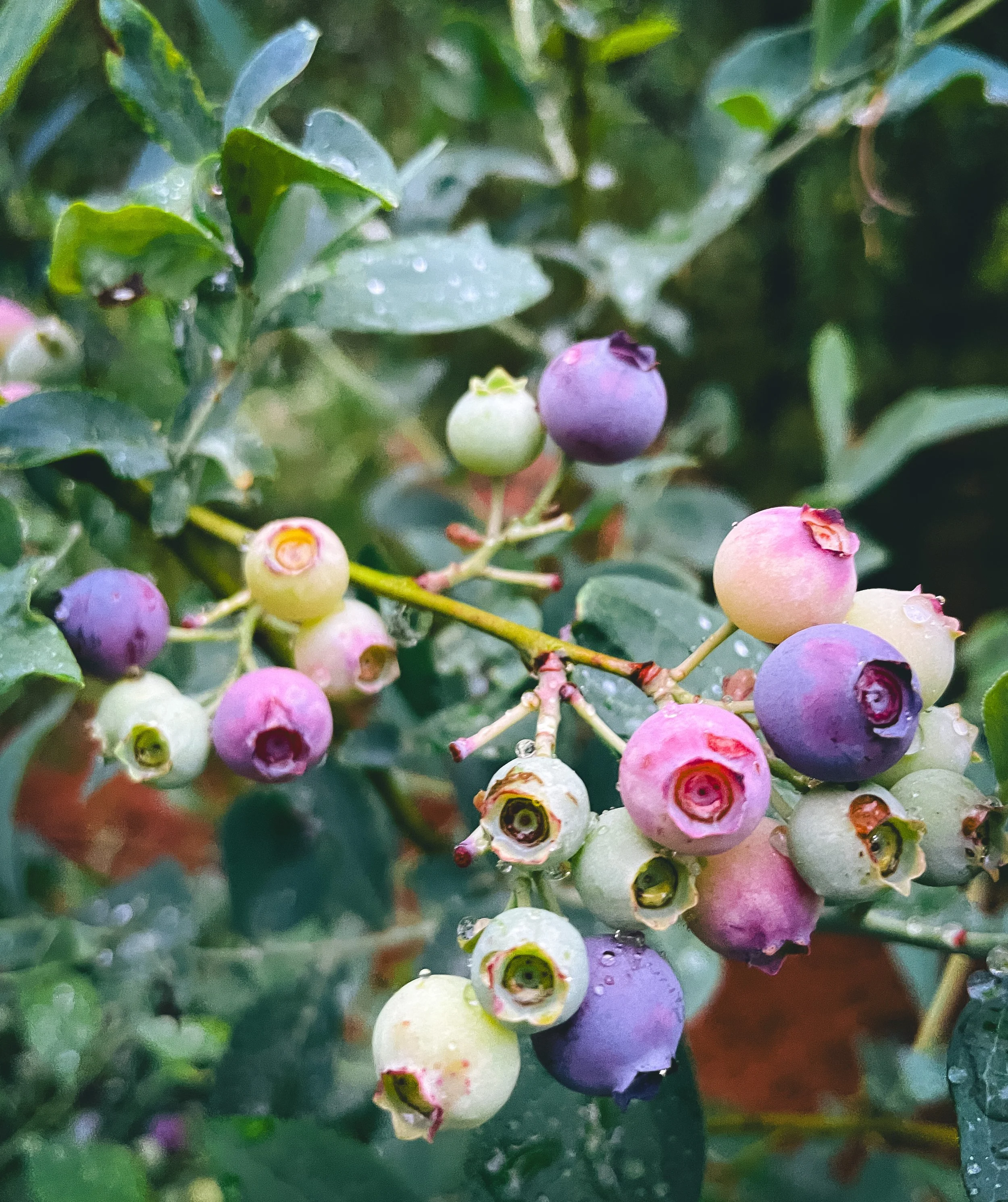 Blueberries , One of 8 plants