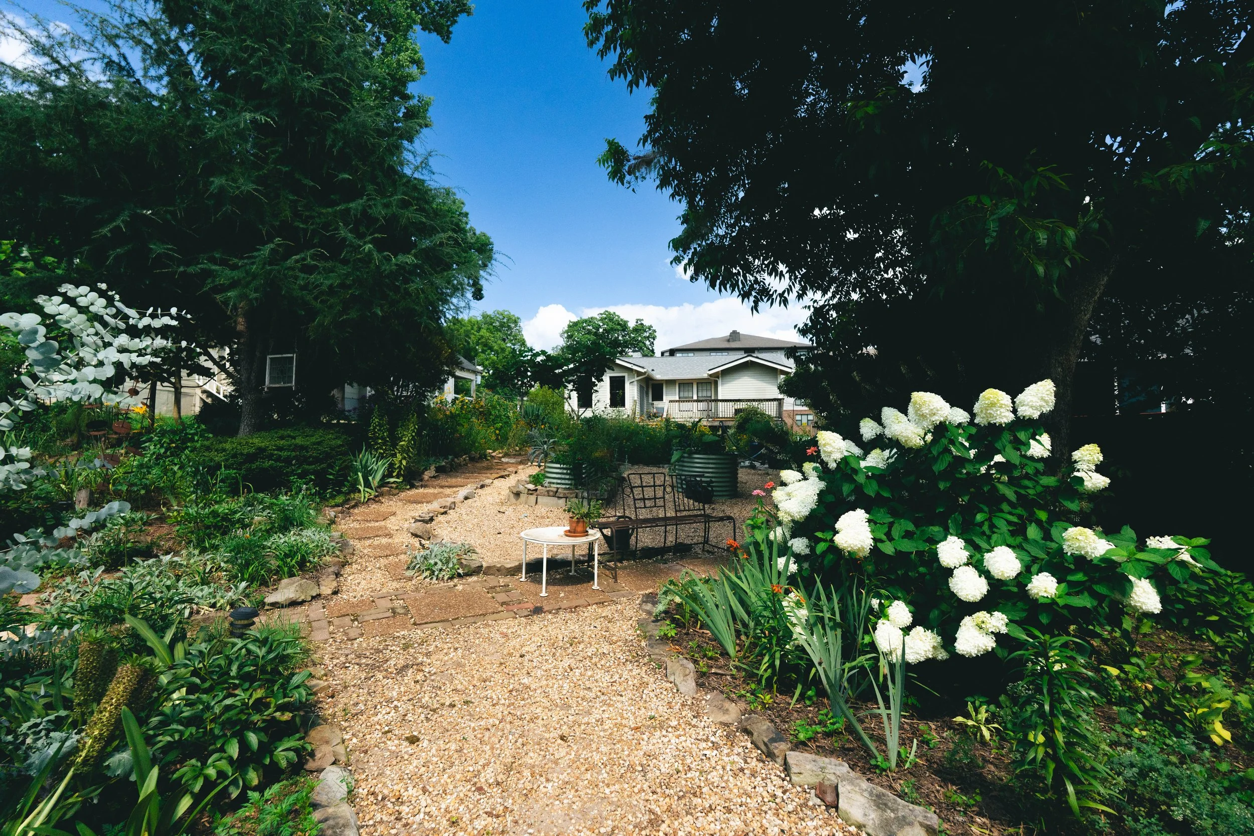 Quick Fire Fab Hydrangea and Pecan tree to the right, with a landscaped seating are next to a pea gravel pathway.