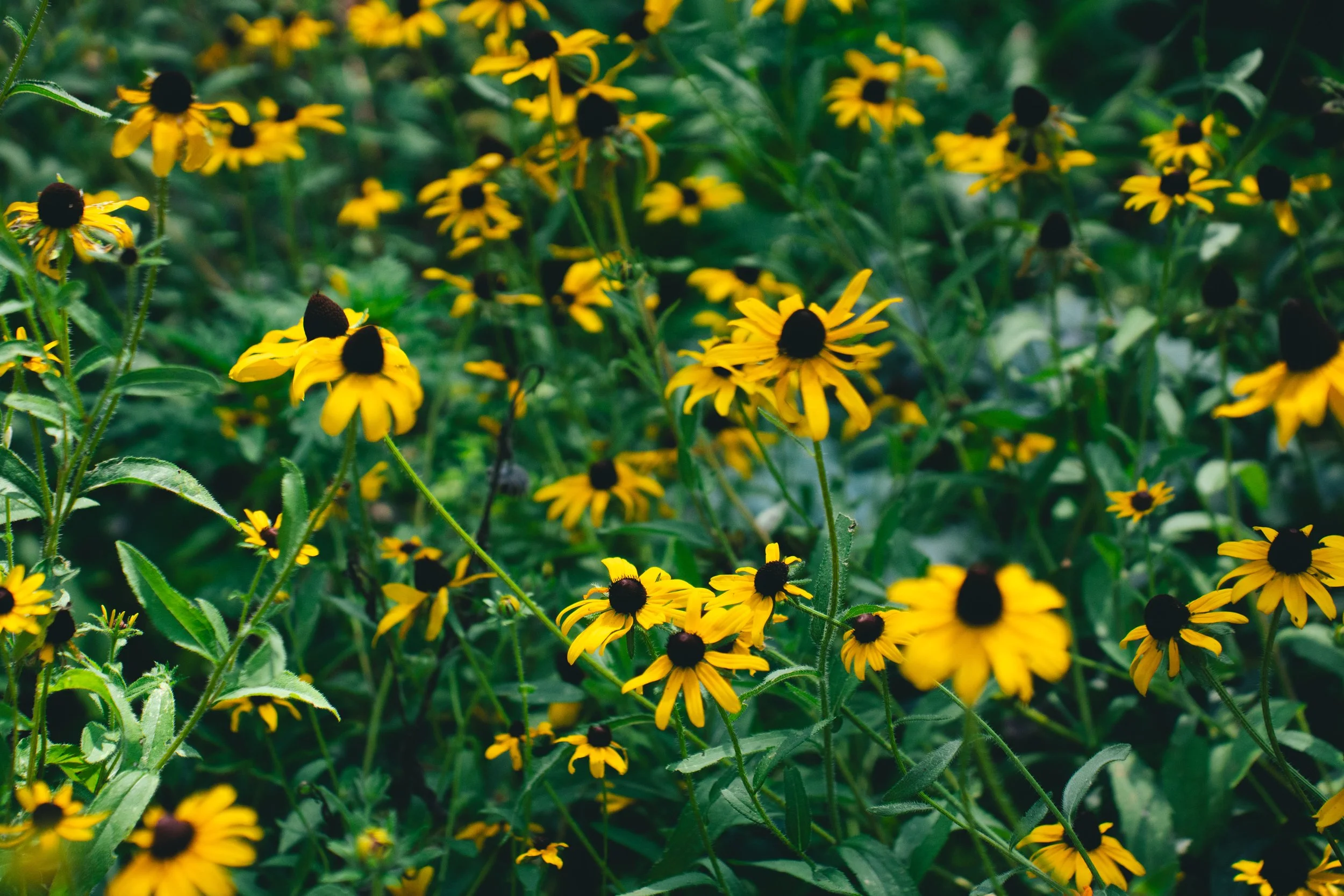Black Eyed Susan
