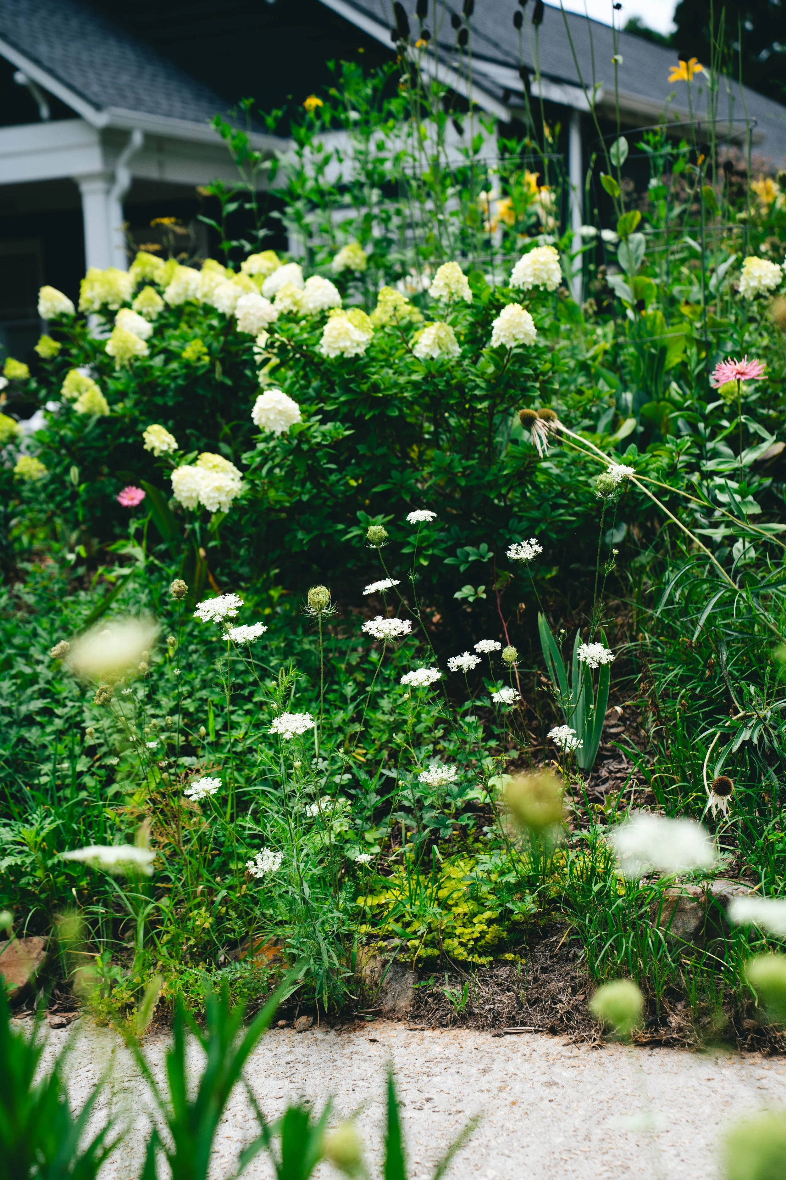 Queen Annes Lace w/ Little Lime Punch Hydrangea behind Chrysanthemum
