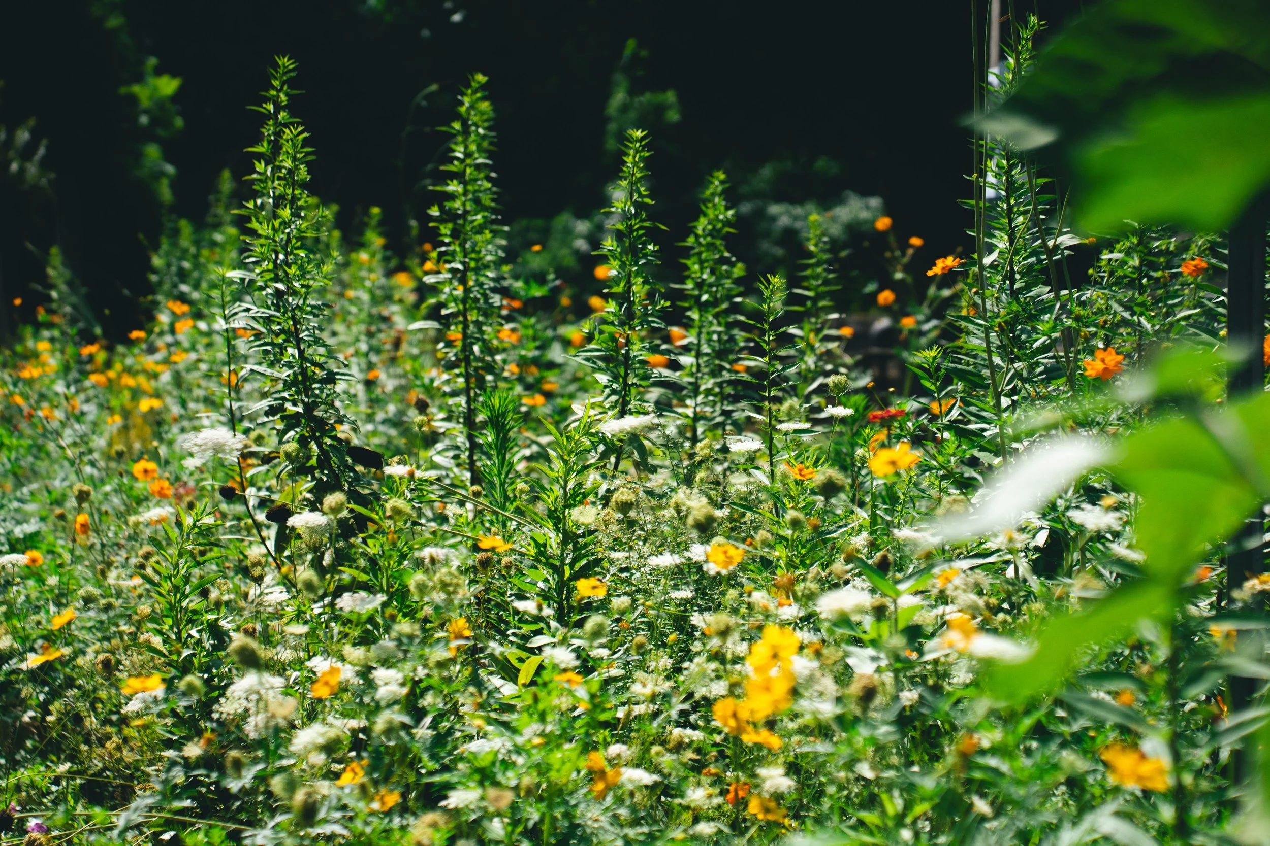 Showy Golden Rod