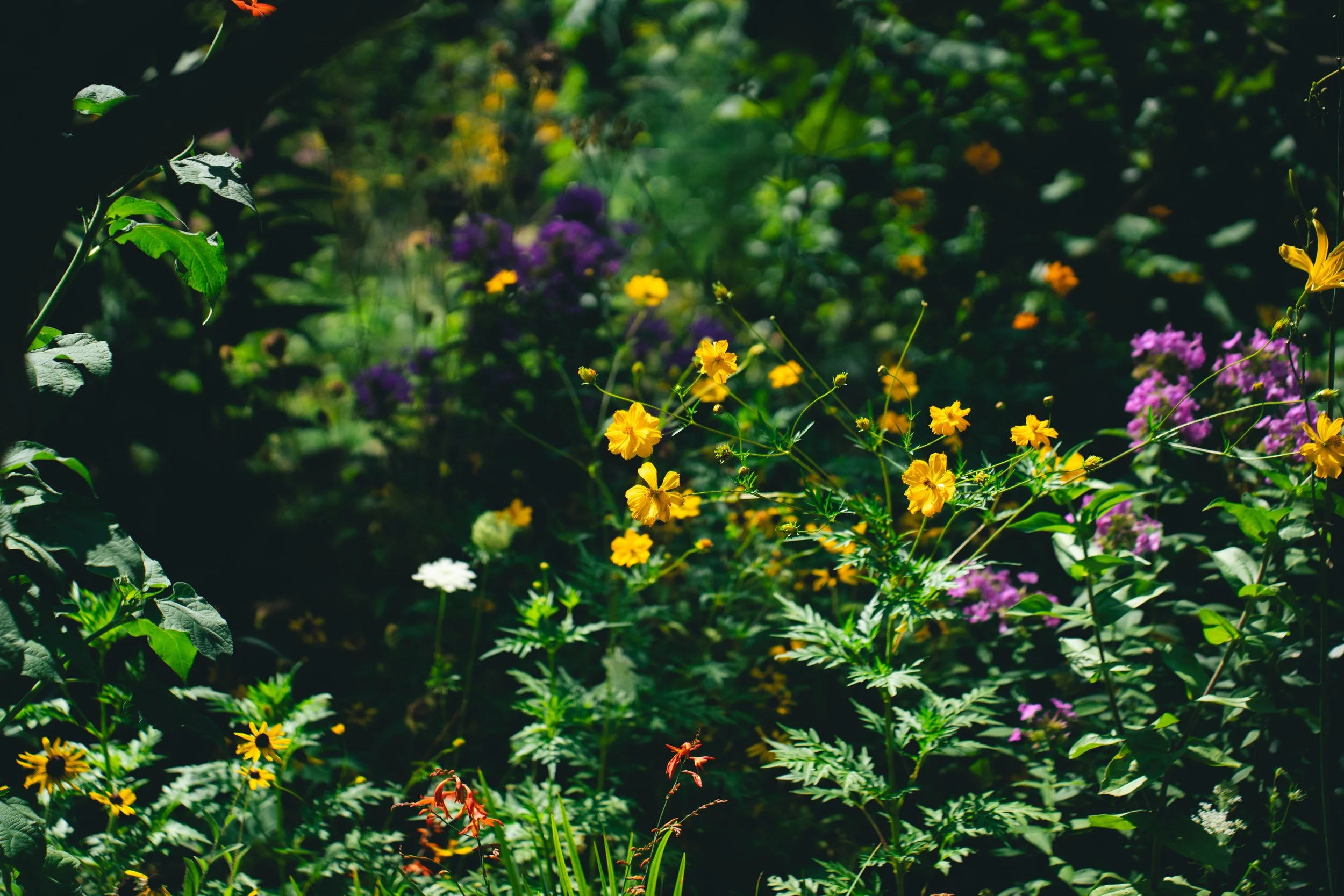 Pink Phlox, and Cosmos, and Crocosmia 