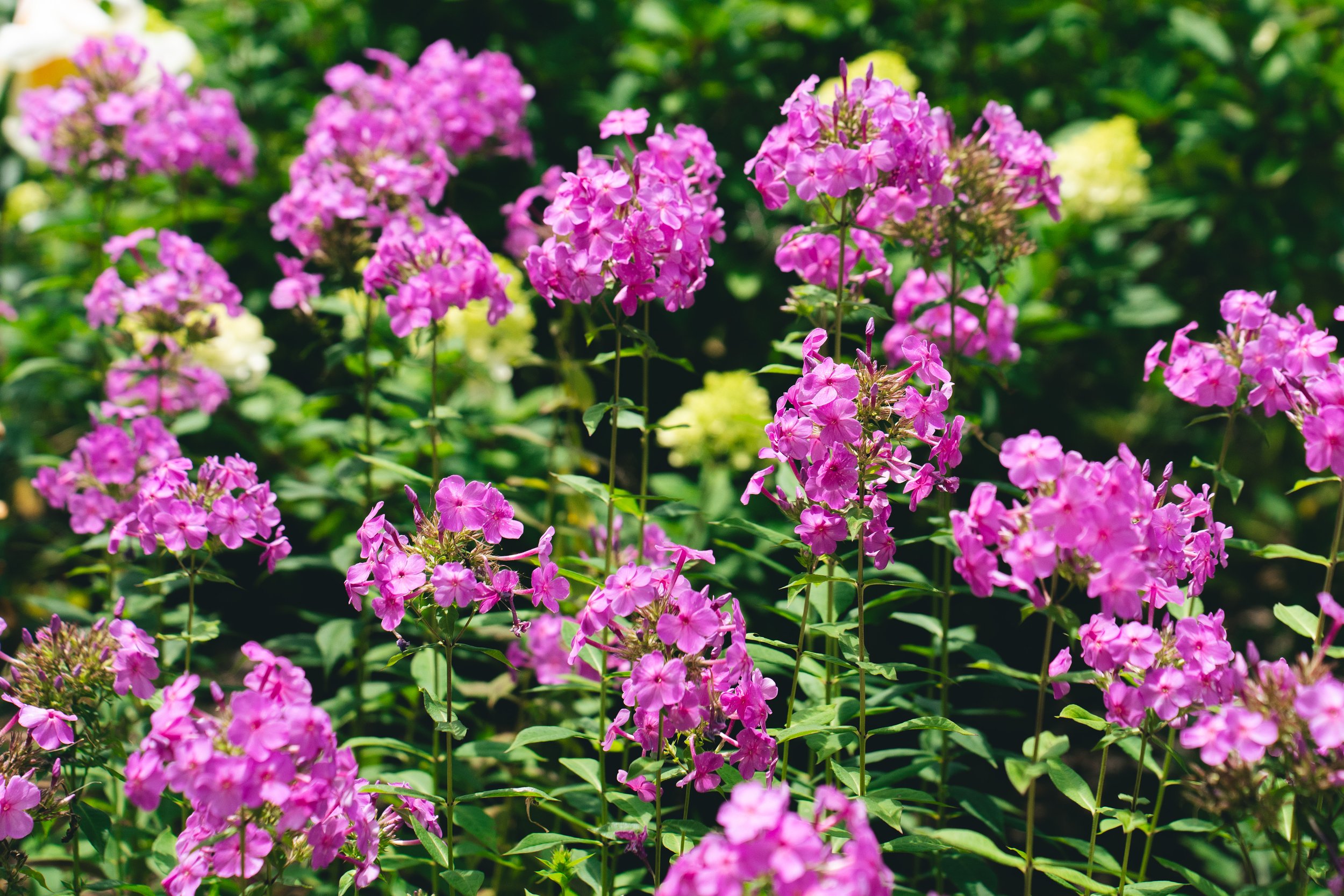 Phlox Hydrangea