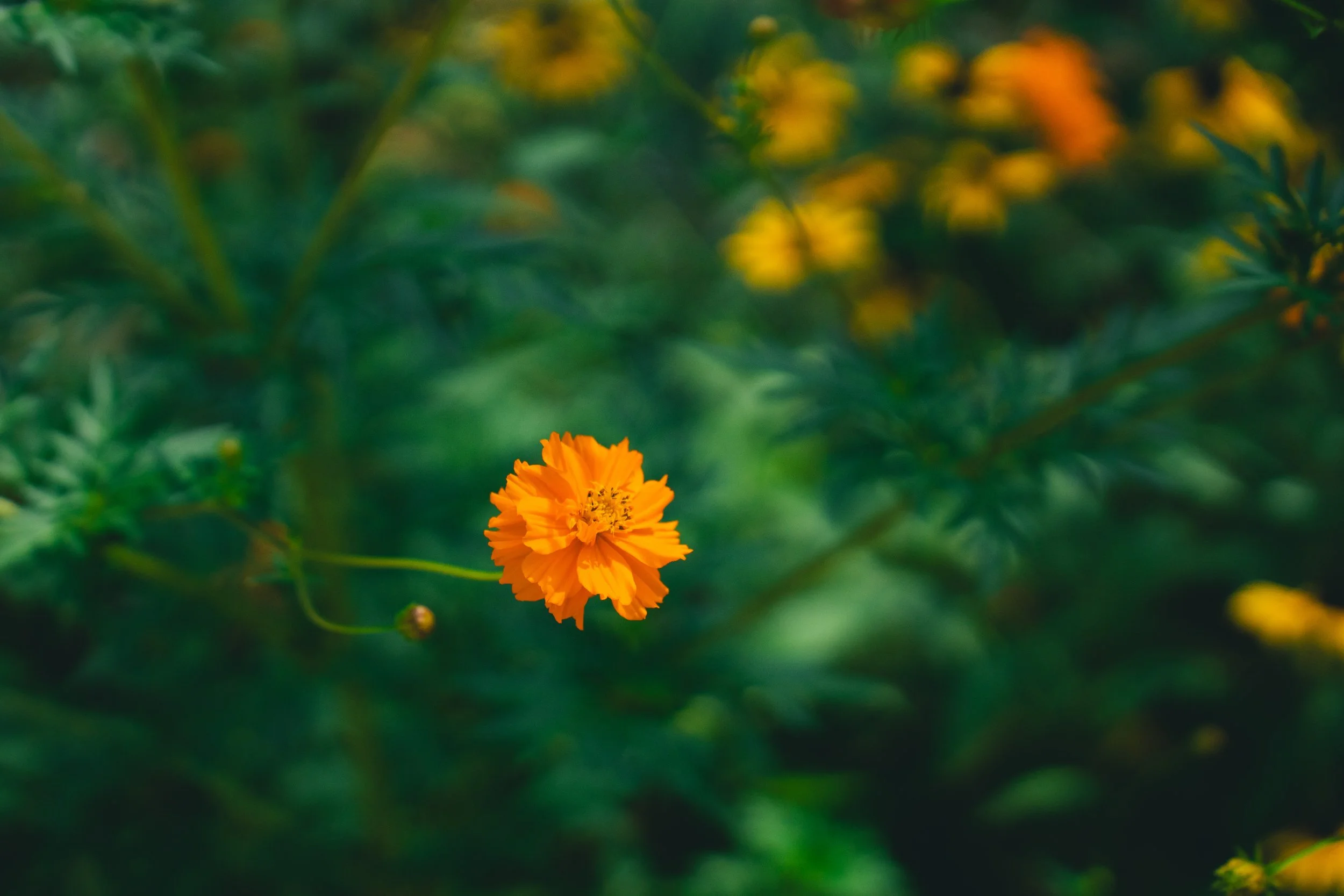 51 Doyle - Garden-23.jpg