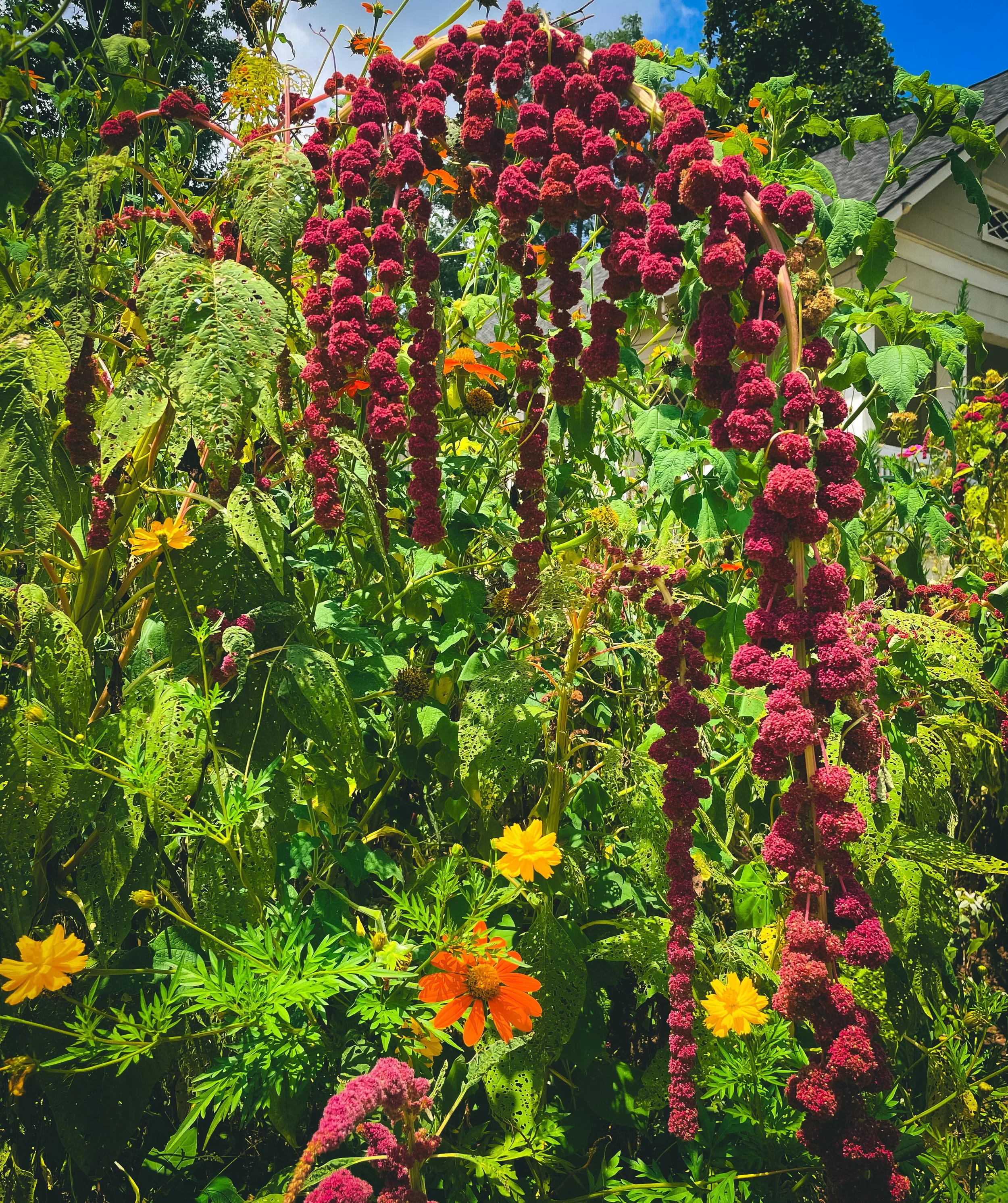 Amaranth Dreadlocks
