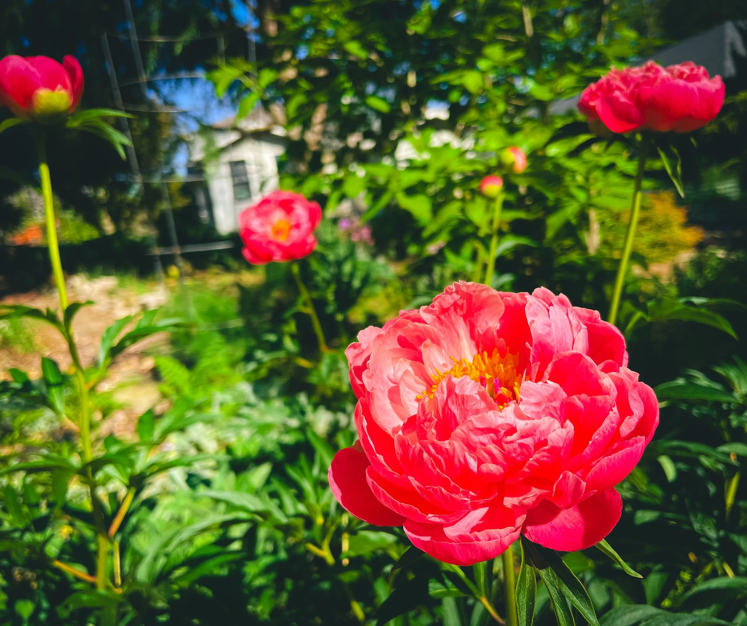 Coral Charm Peony