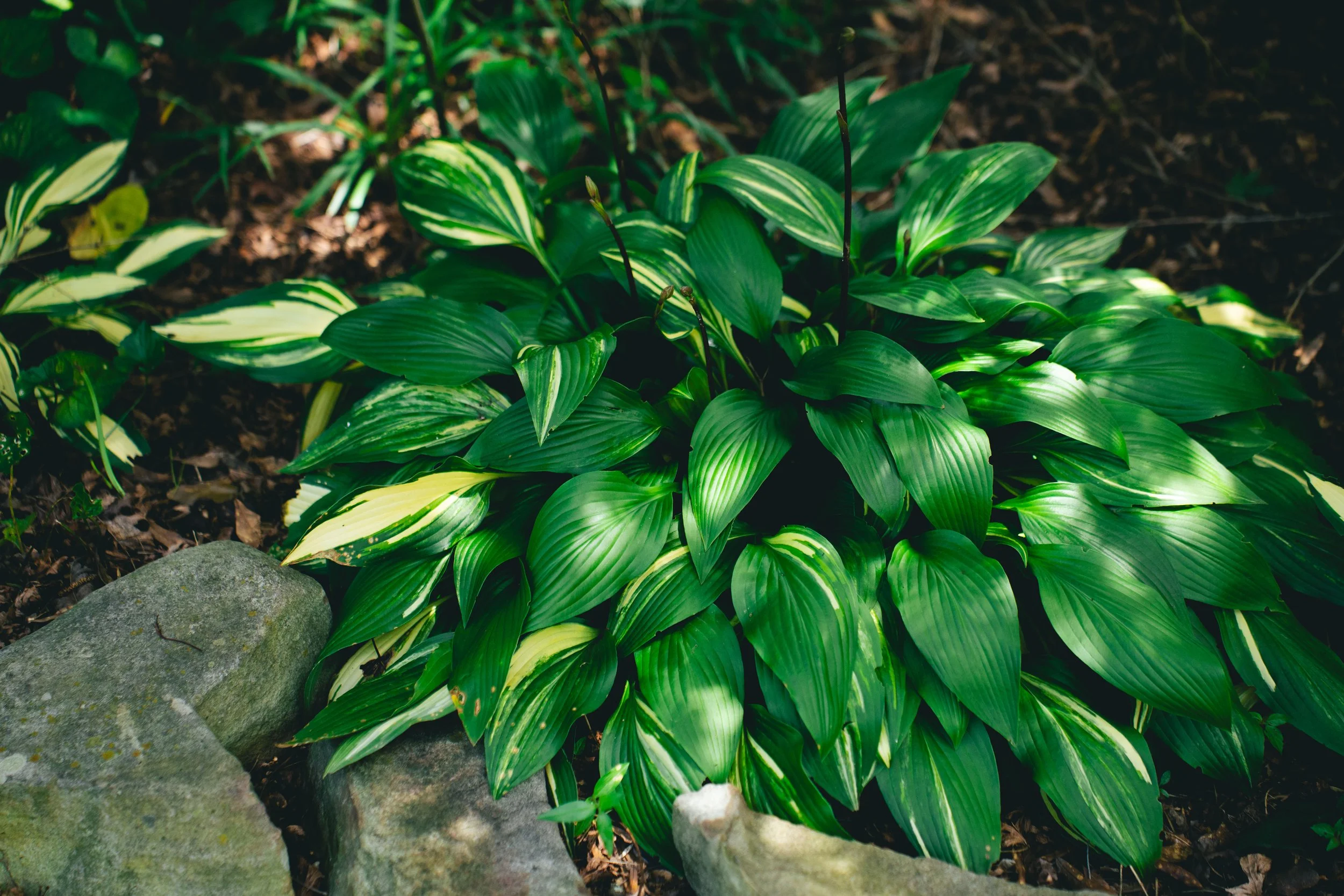 Hosta