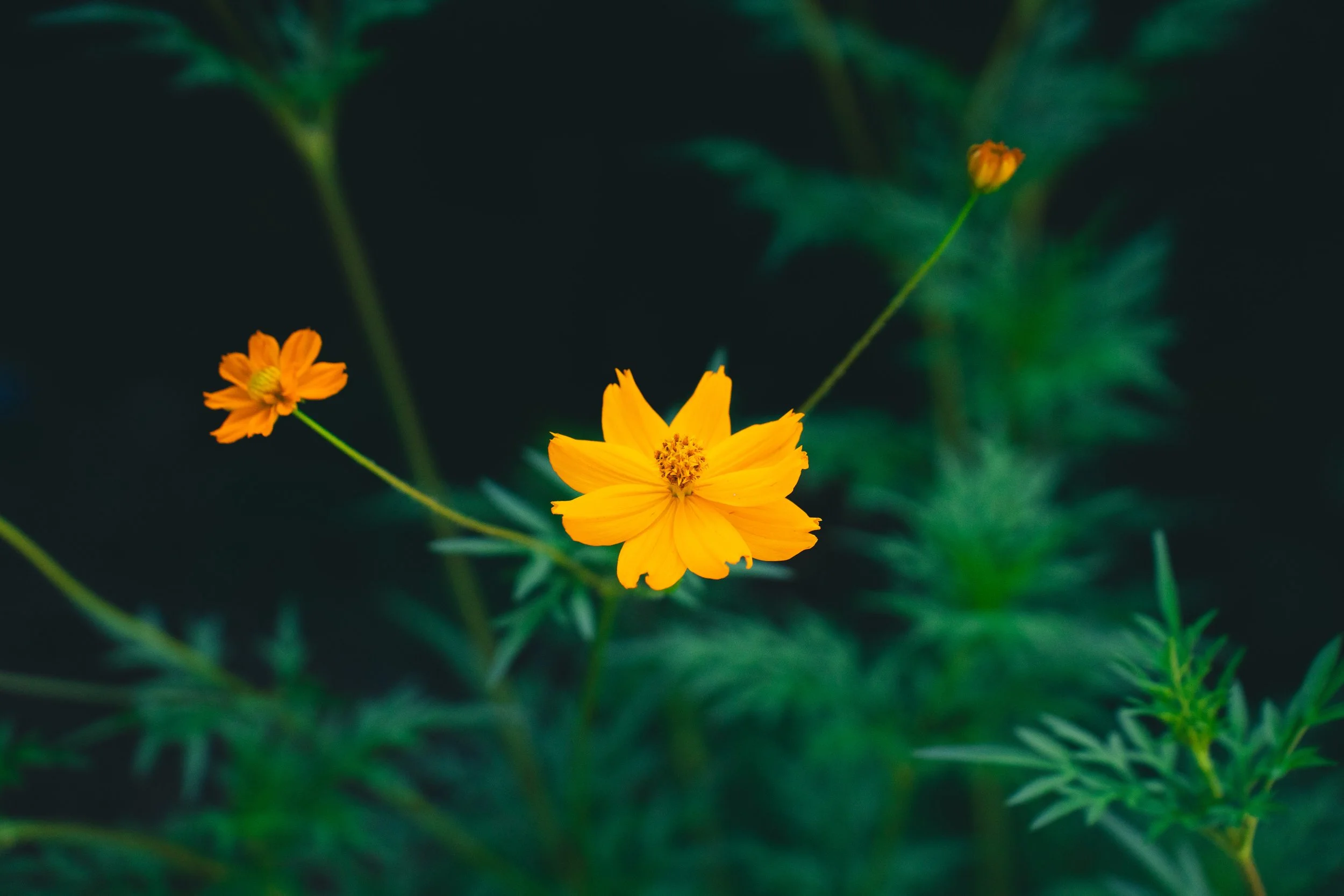 Orange Cosmo