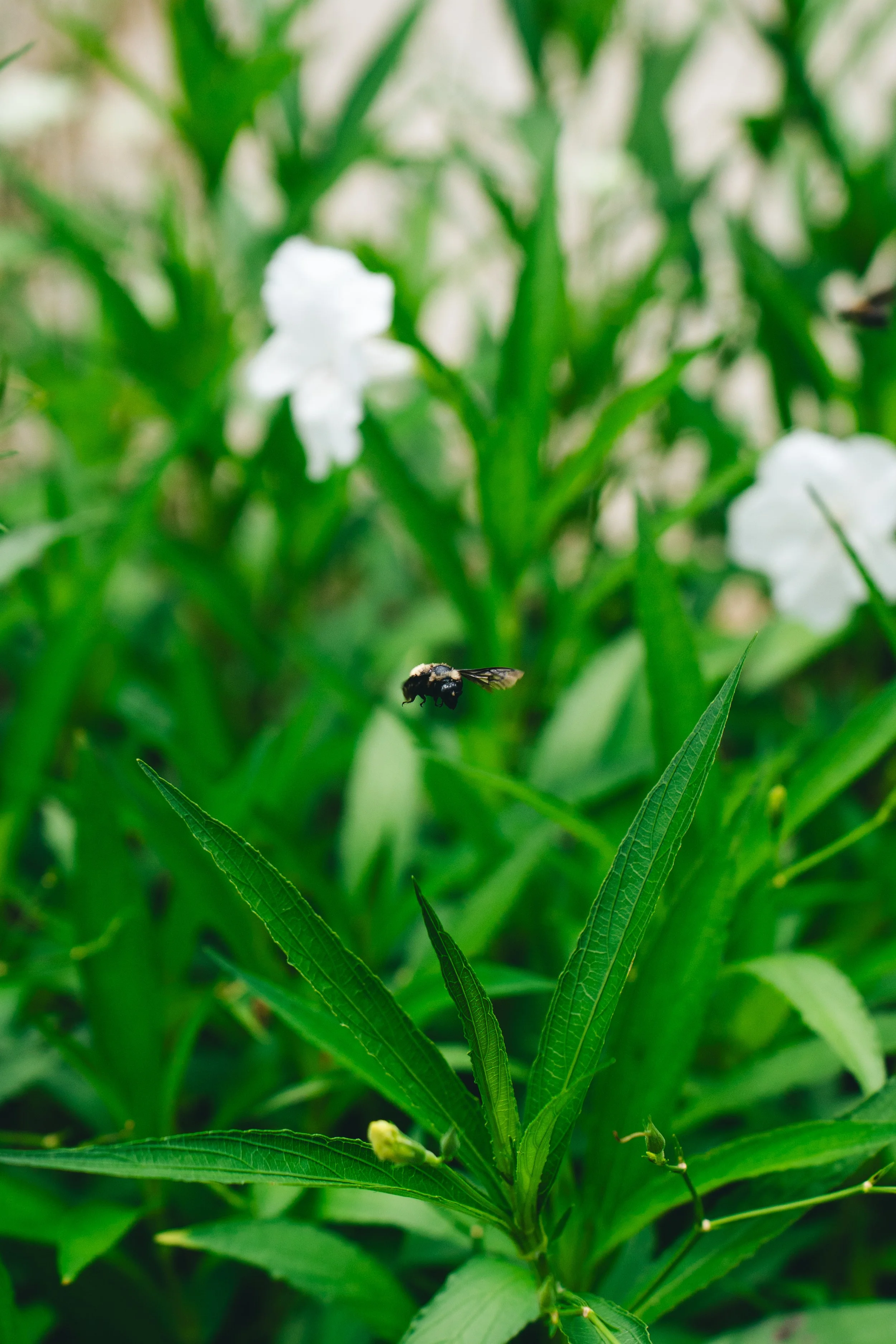 A Bee! Pollinators that keep the garden thriving!
