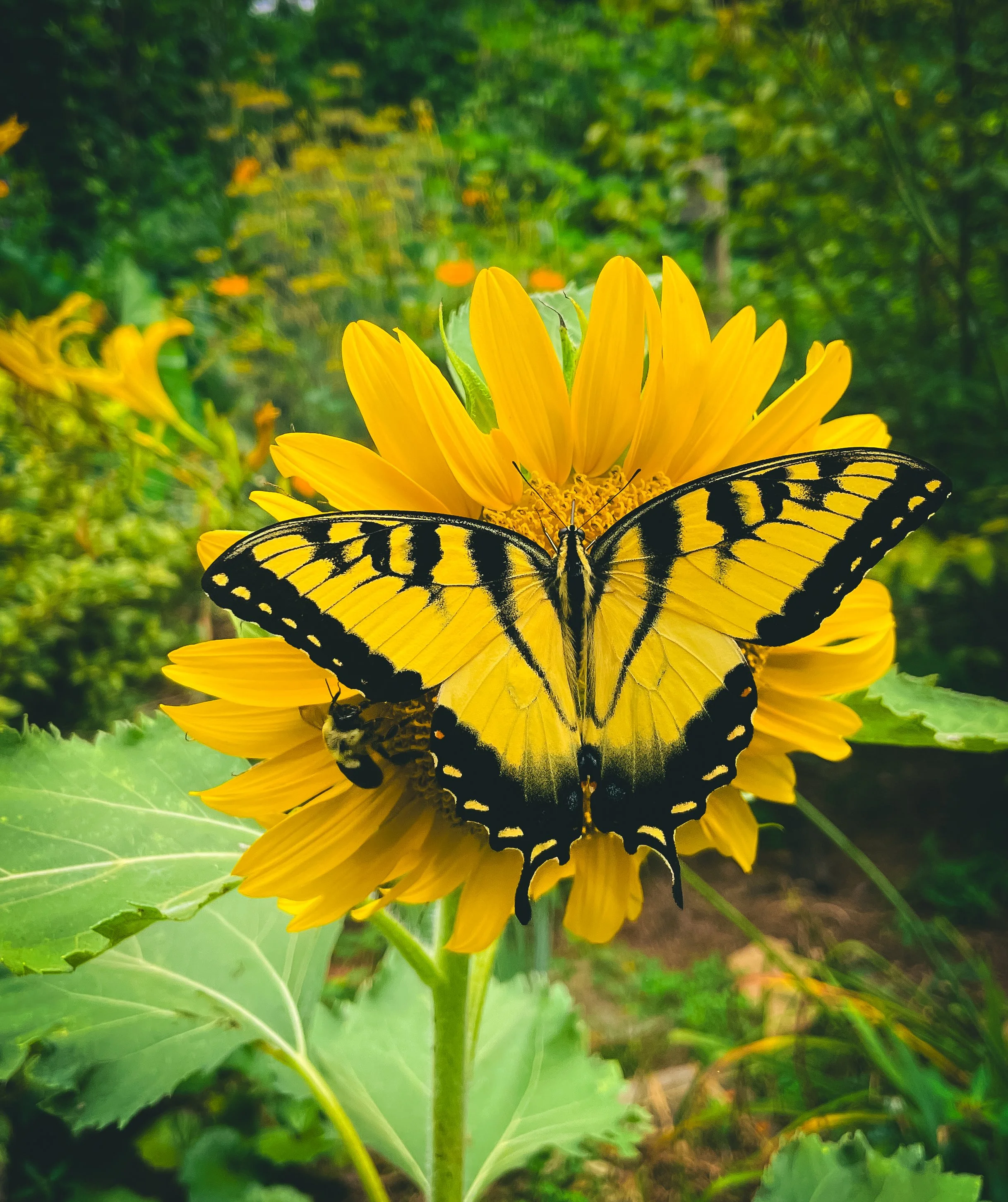Swallowtail Butterfly and sunflower