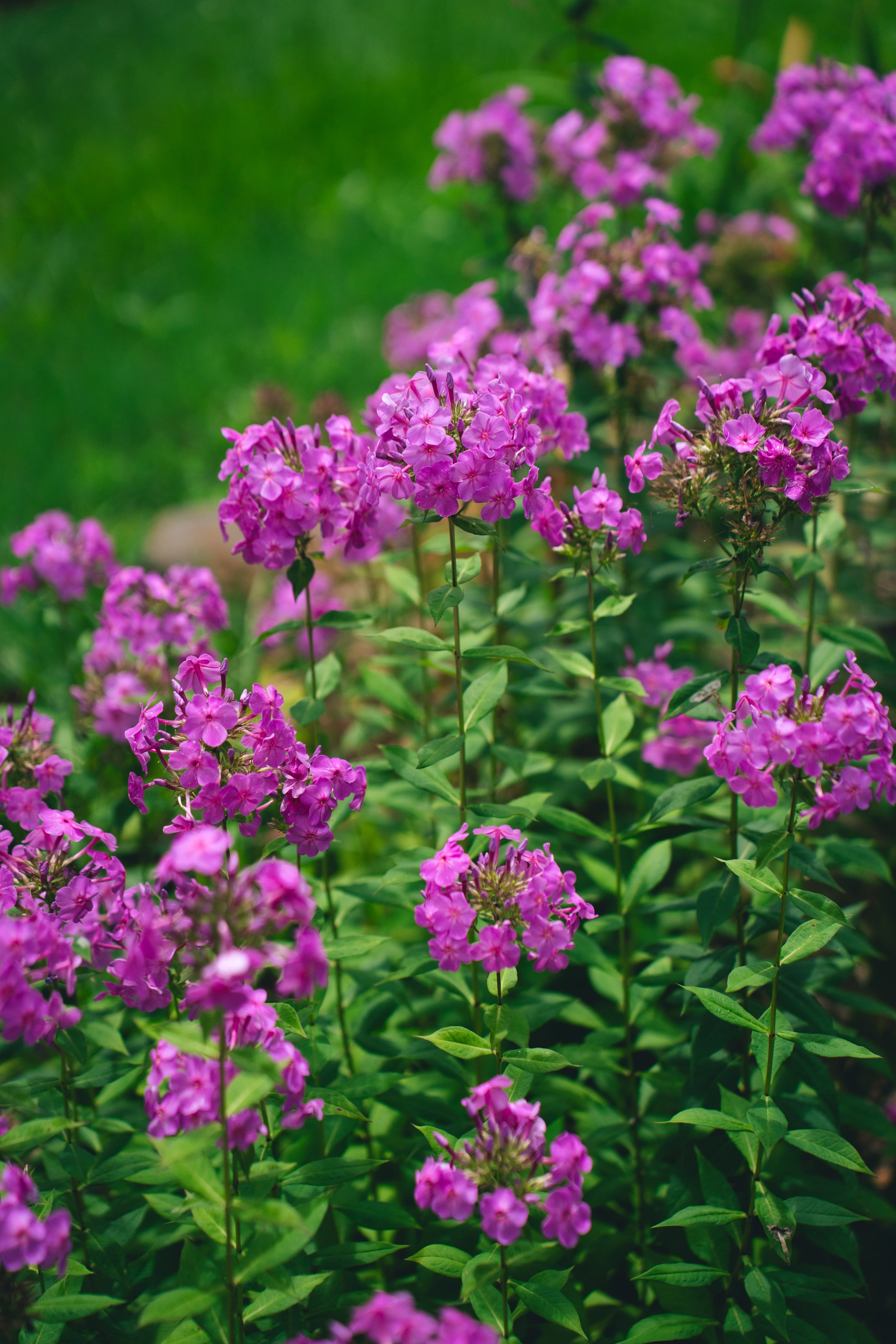Phlox Hydrangea