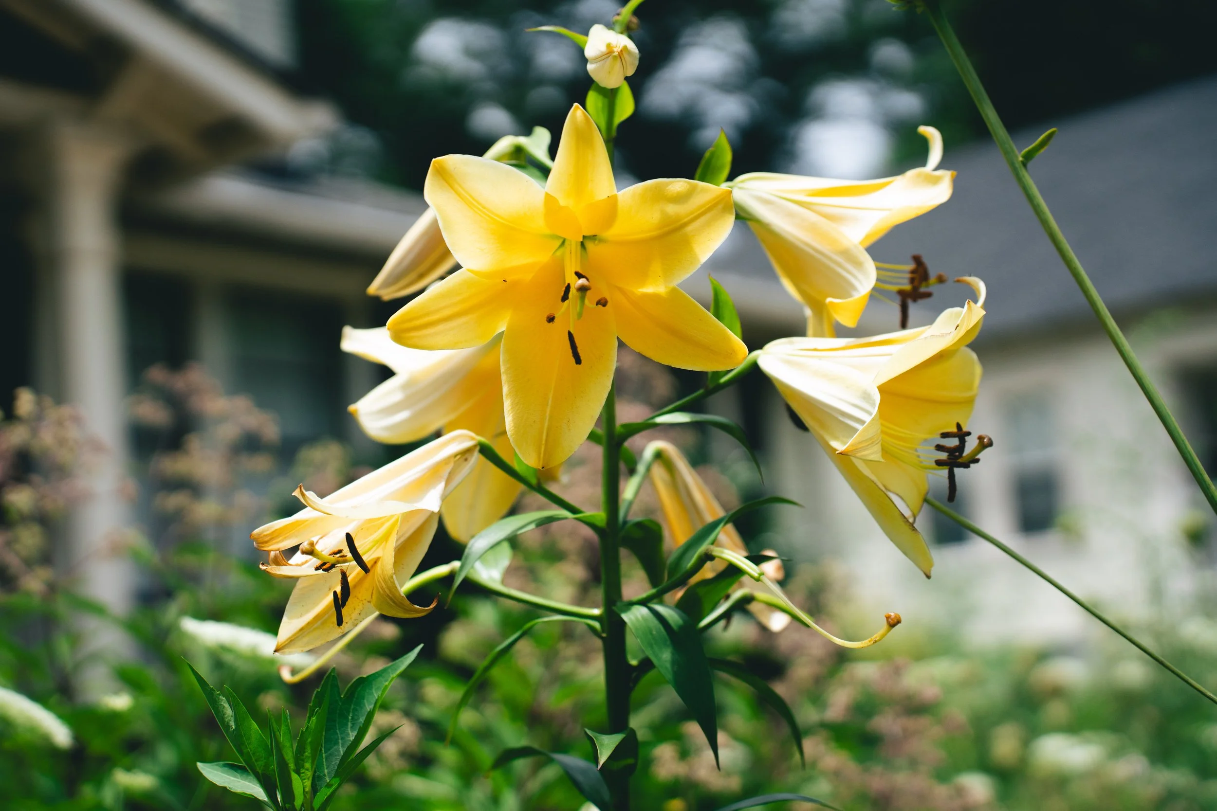 Lilly