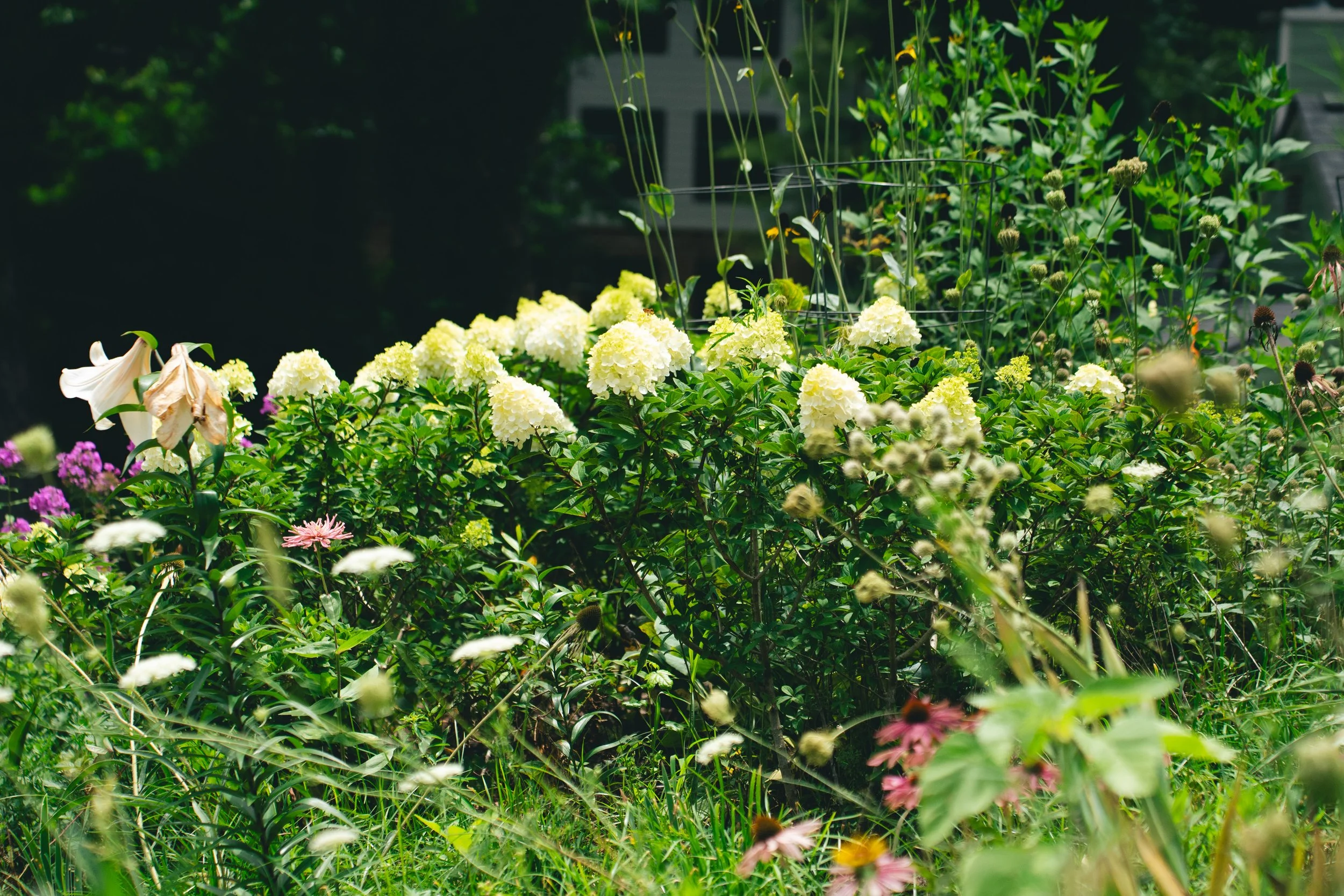 Little Lime Punch Hydrangea