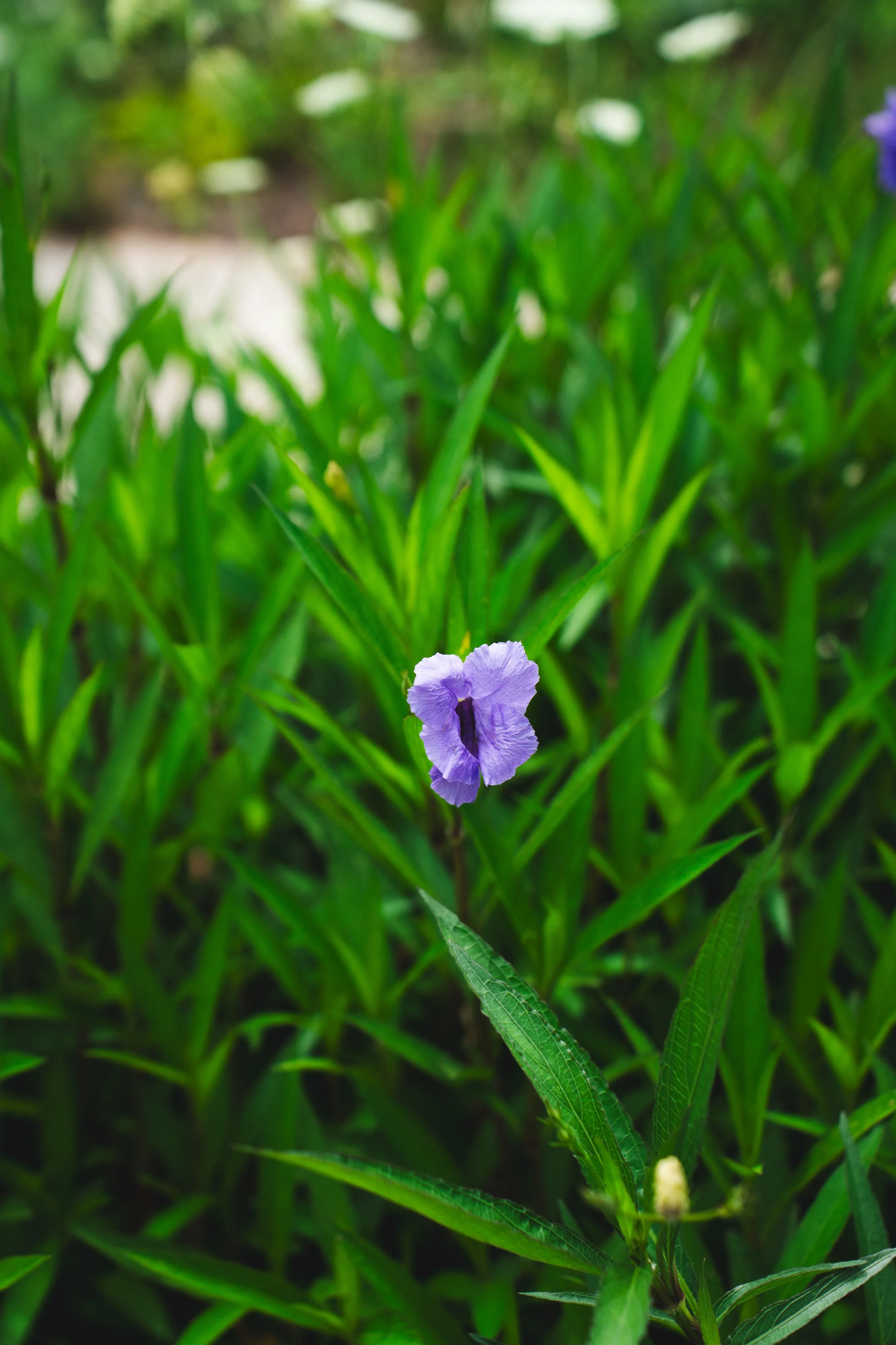 Mexican Petunia