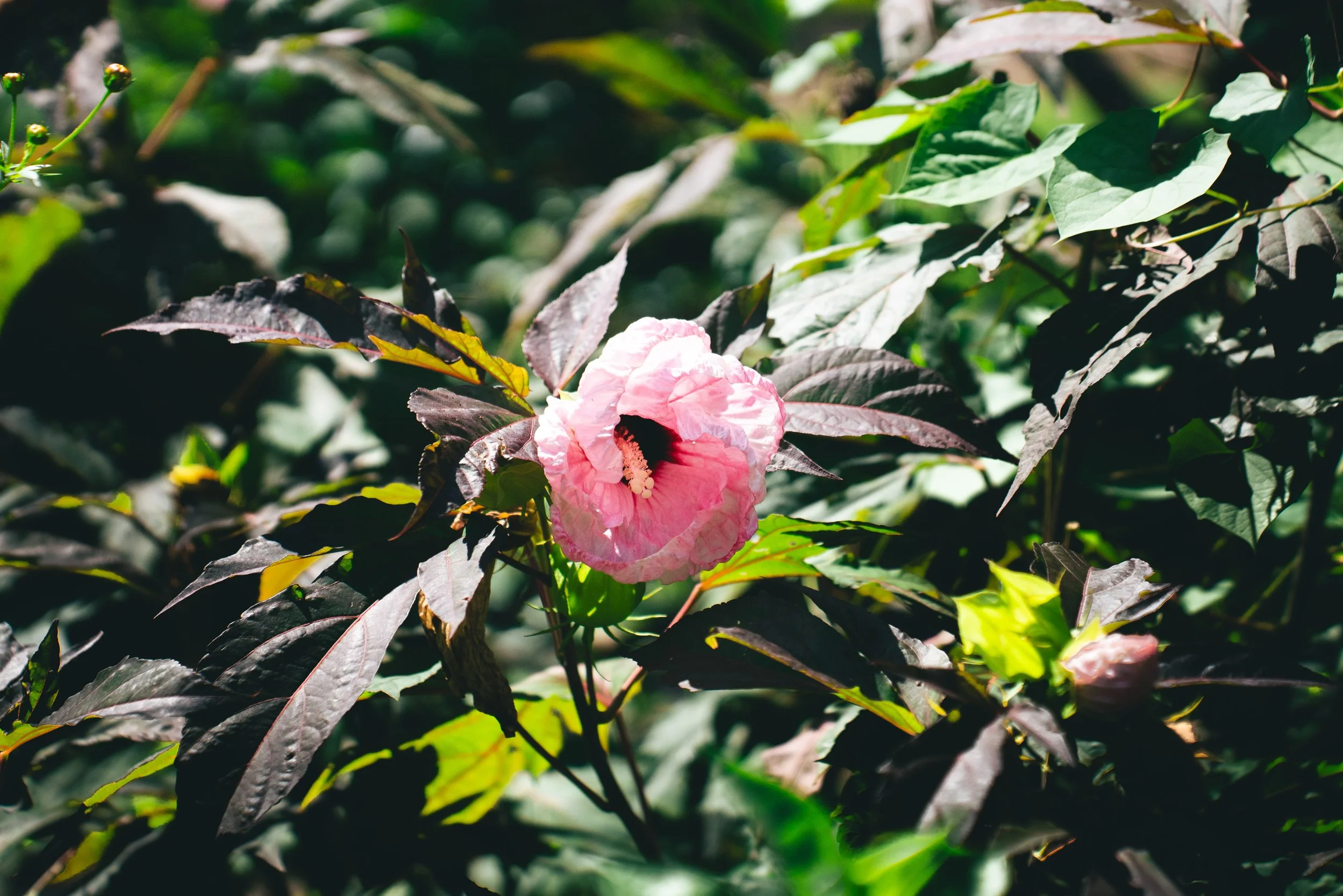 Saucer Hibiscus