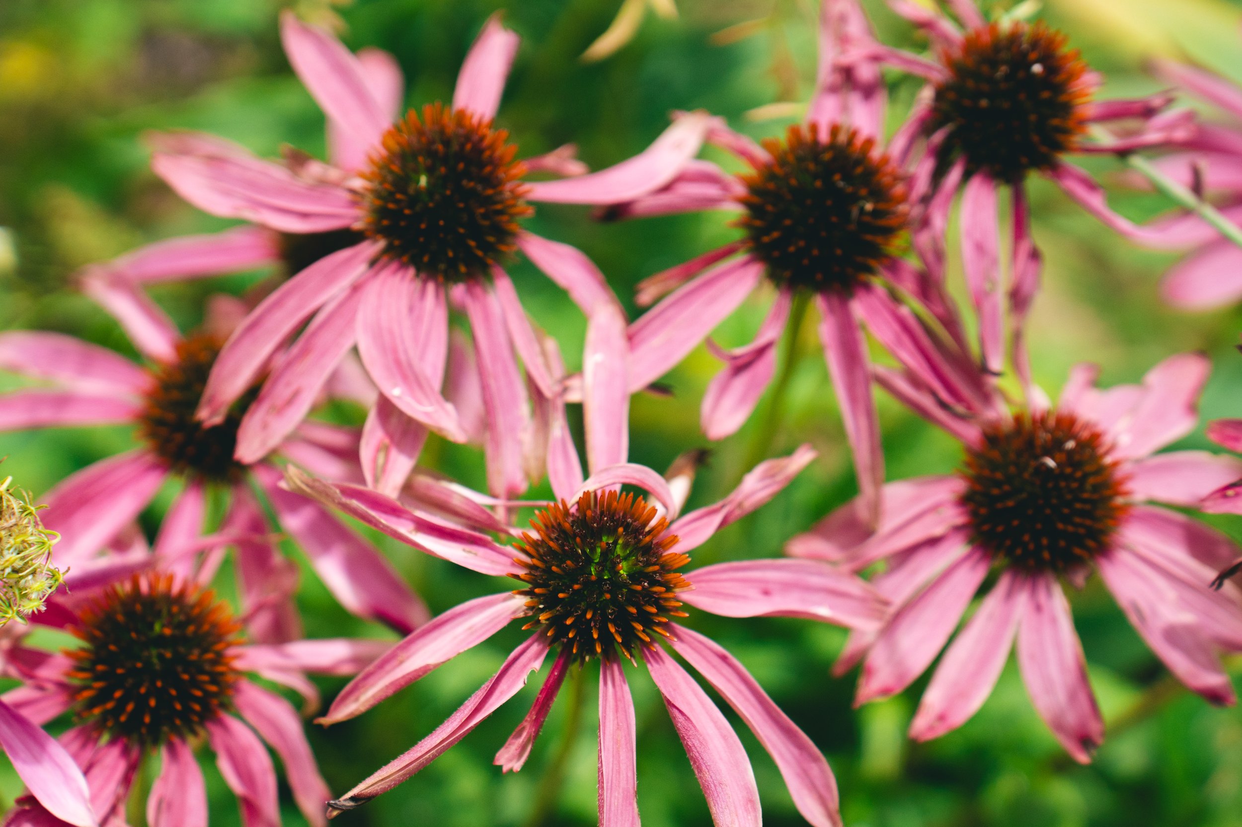 Echinacea
